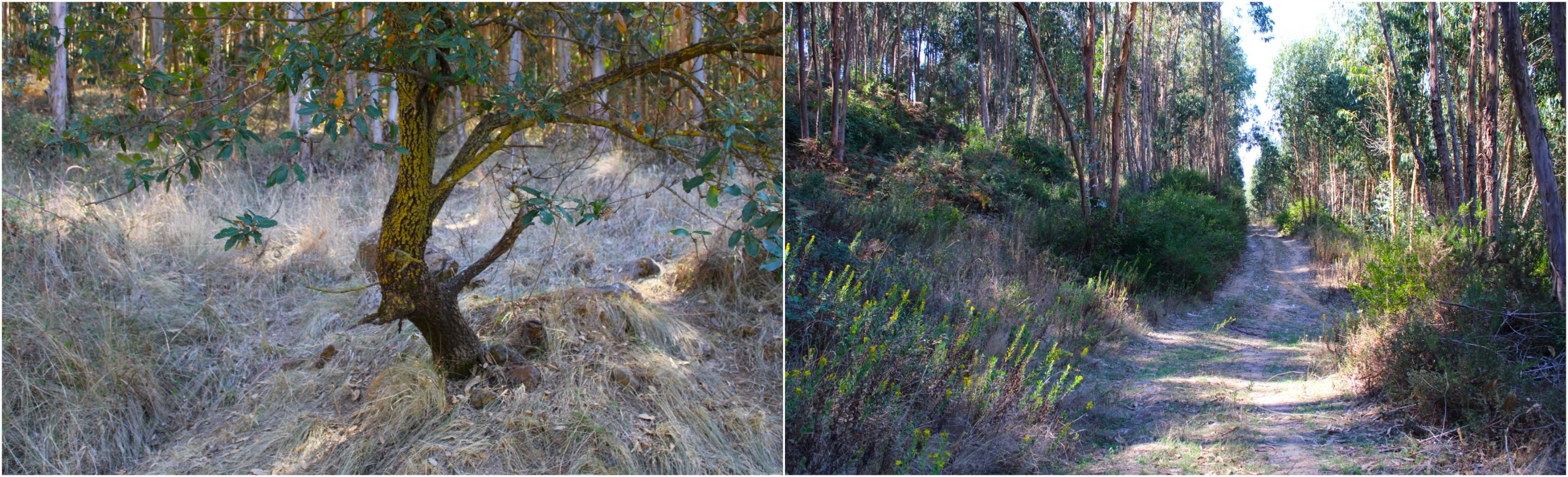 BeFunky-collage - 2025-10-17T114238.741.jpg