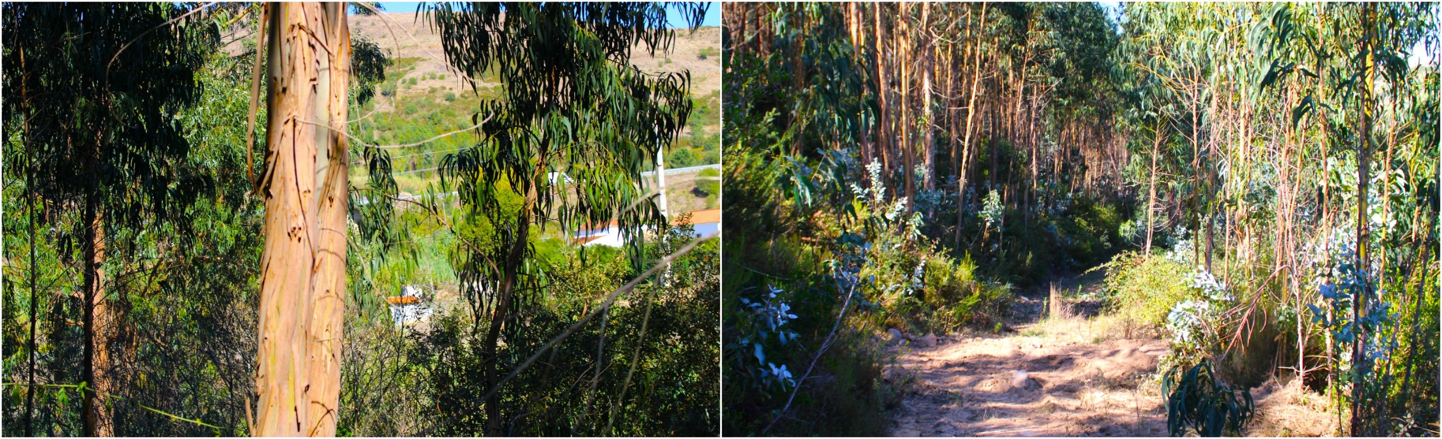 BeFunky-collage - 2025-10-17T121236.522.jpg