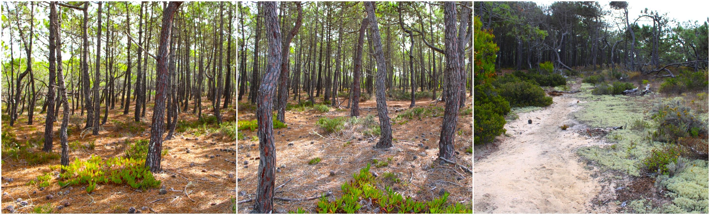 BeFunky-collage - 2025-10-13T152627.949.jpg