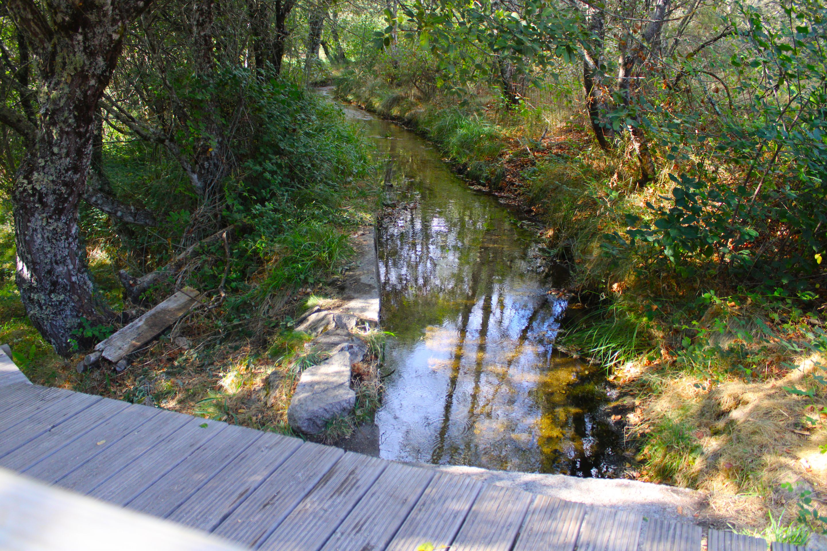 IMG_8017.JPG