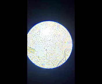 colonia1.gif/