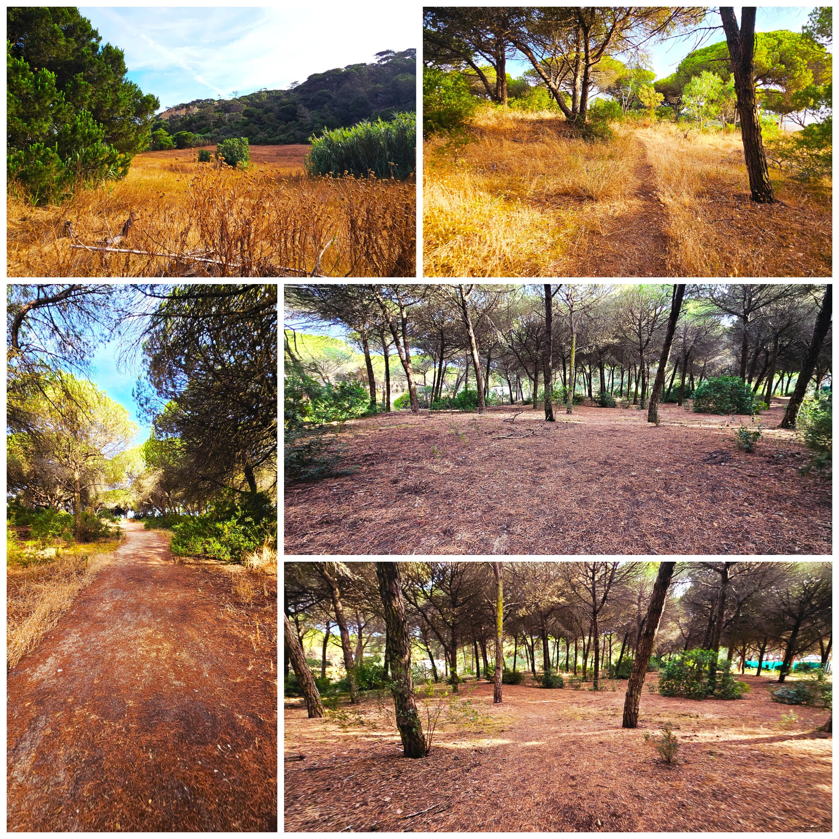BeFunky-collage - 2025-06-28T111230.725.jpg