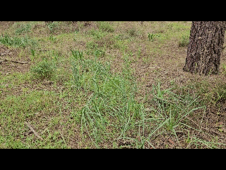 terreno.gif/
