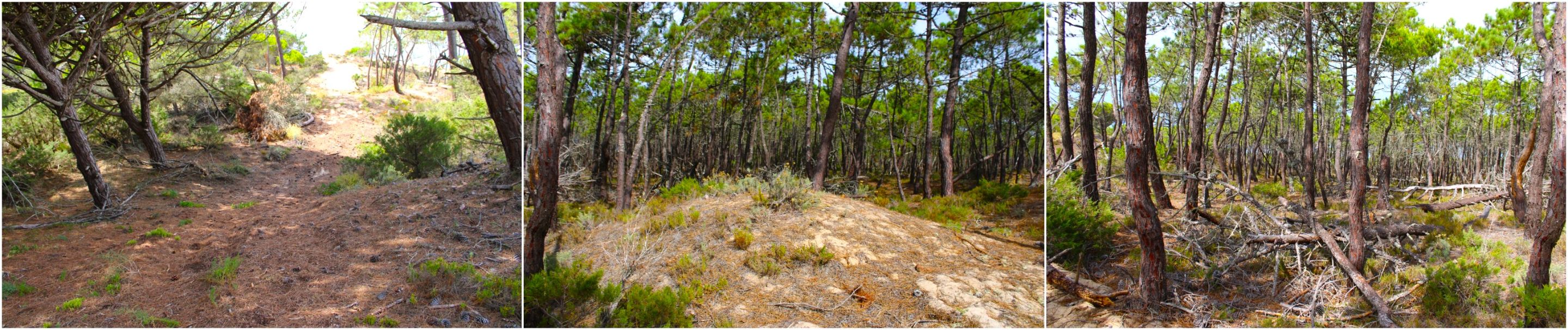 BeFunky-collage - 2025-10-13T153641.763.jpg