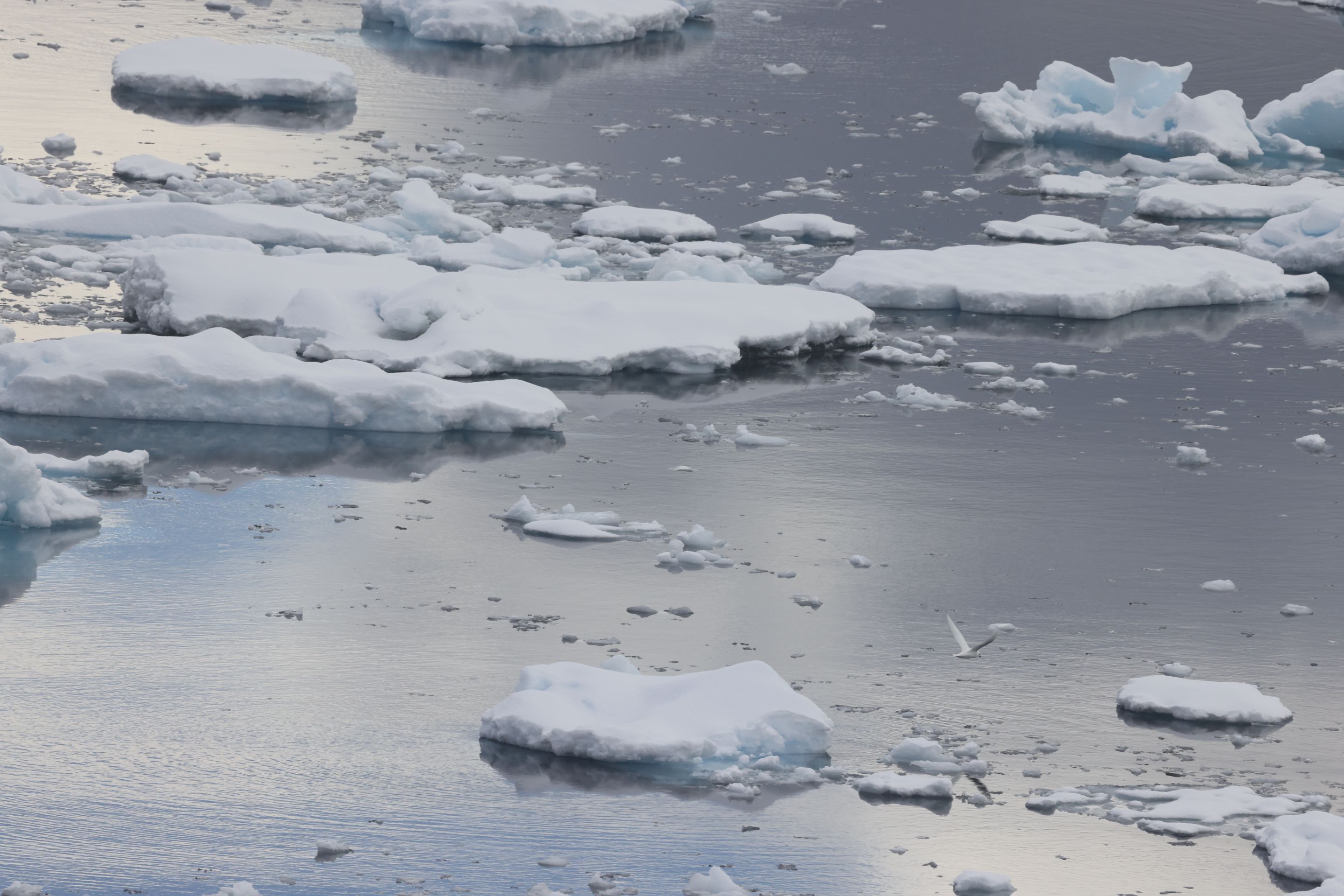 Icy water with Snow Petrel_0Y0A7970 2022-11-22 Antarctica.JPG
