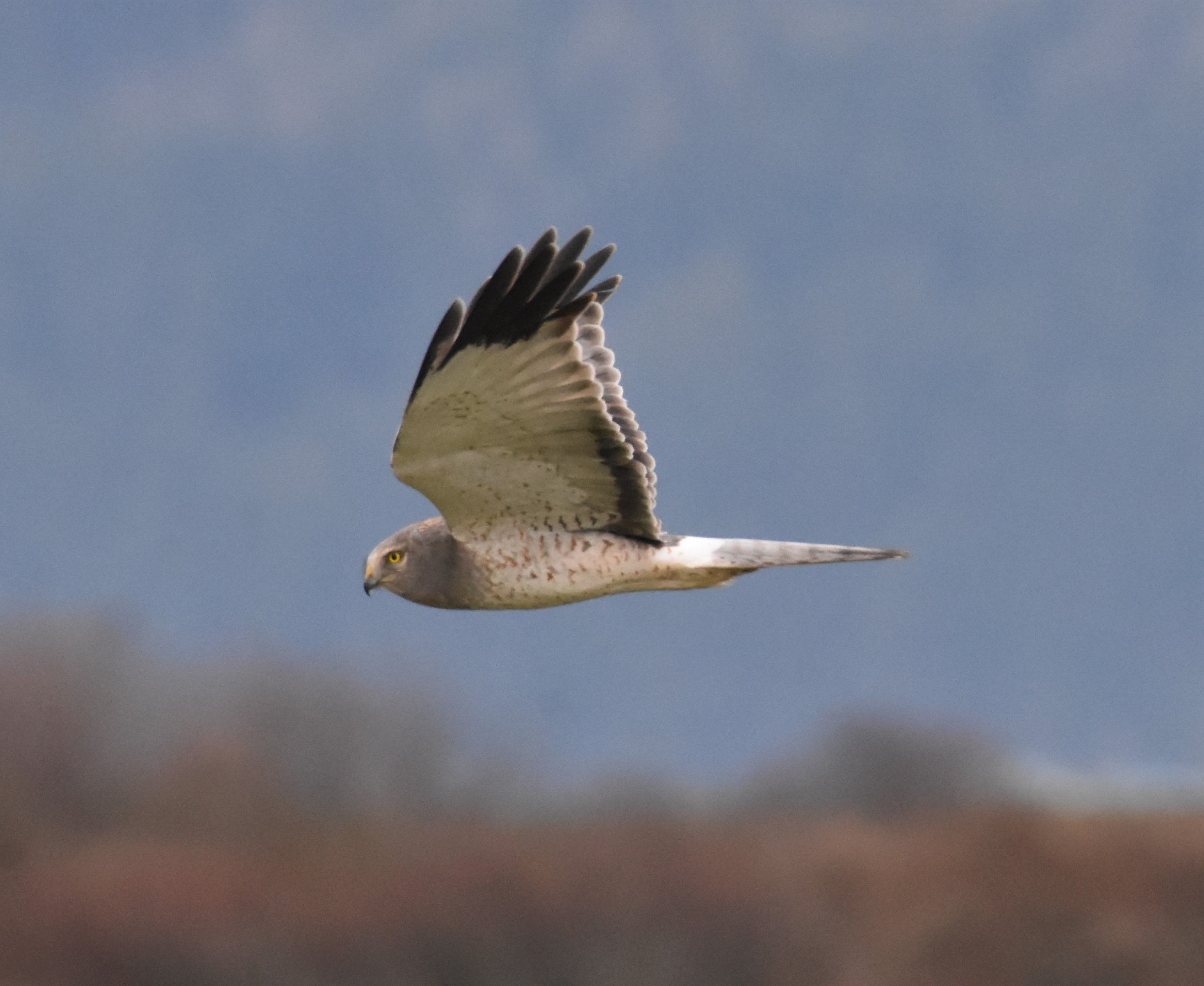 NOHA male_3792 2021-01-07 Skagit.JPG