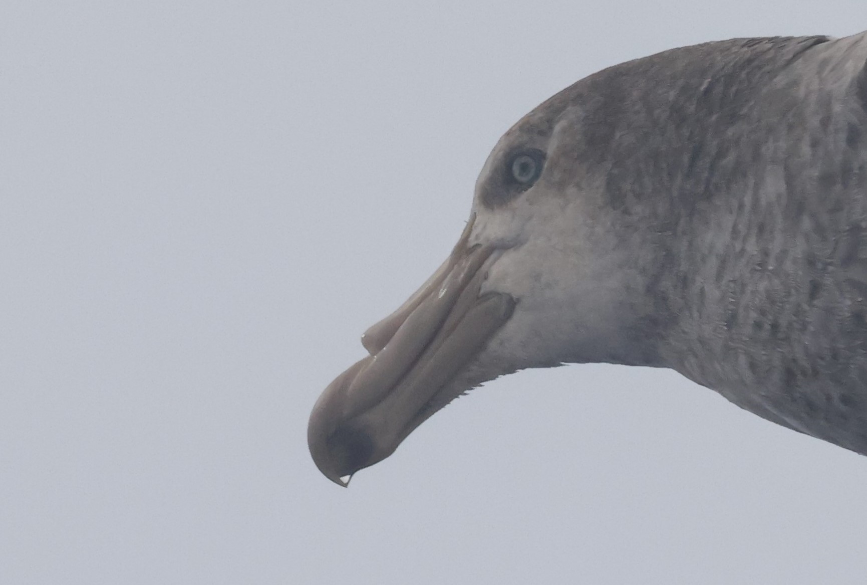 SOGP with tube nose showing well_0Y0A7348.JPG