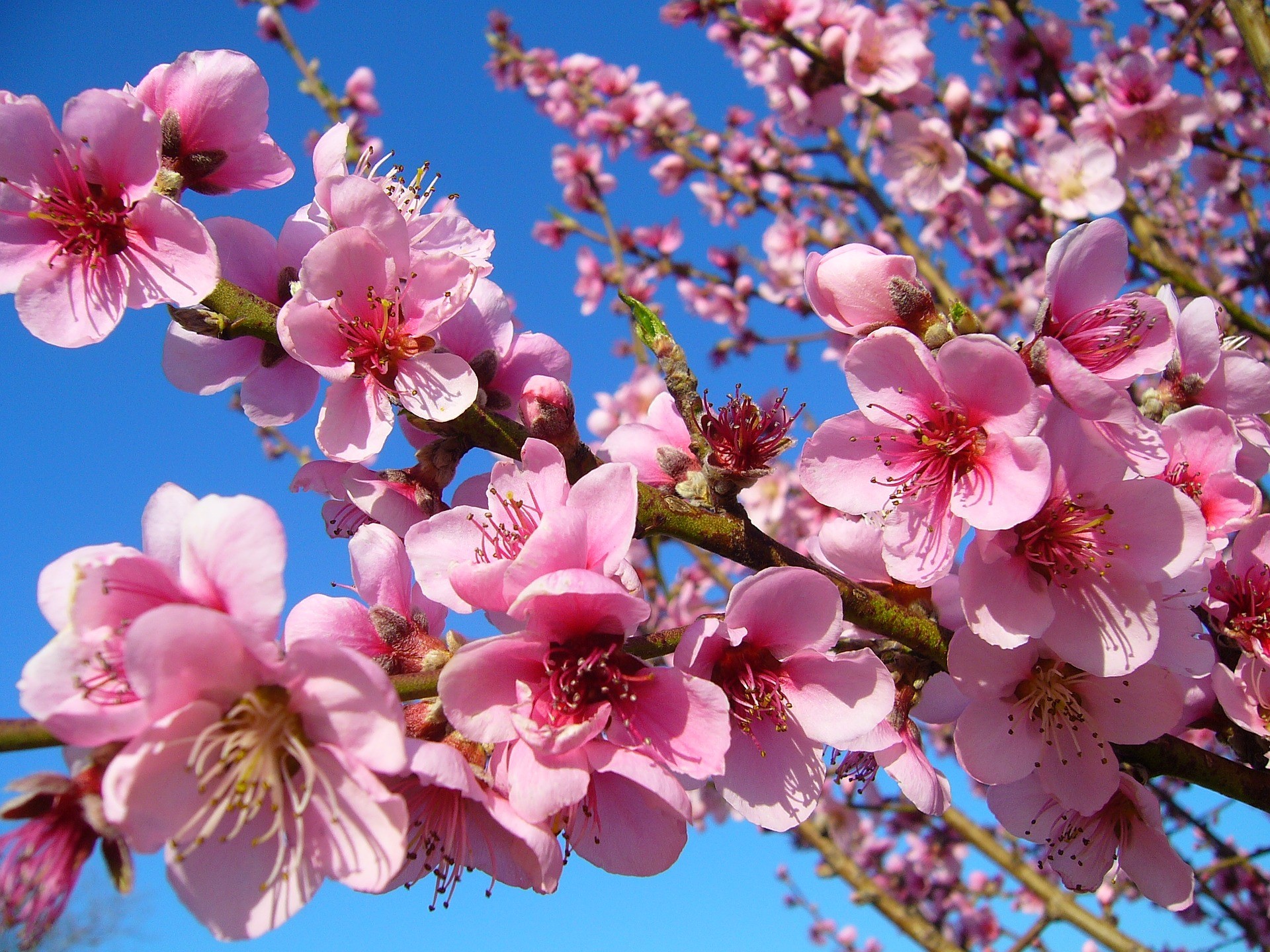 peachblossoms.jpg