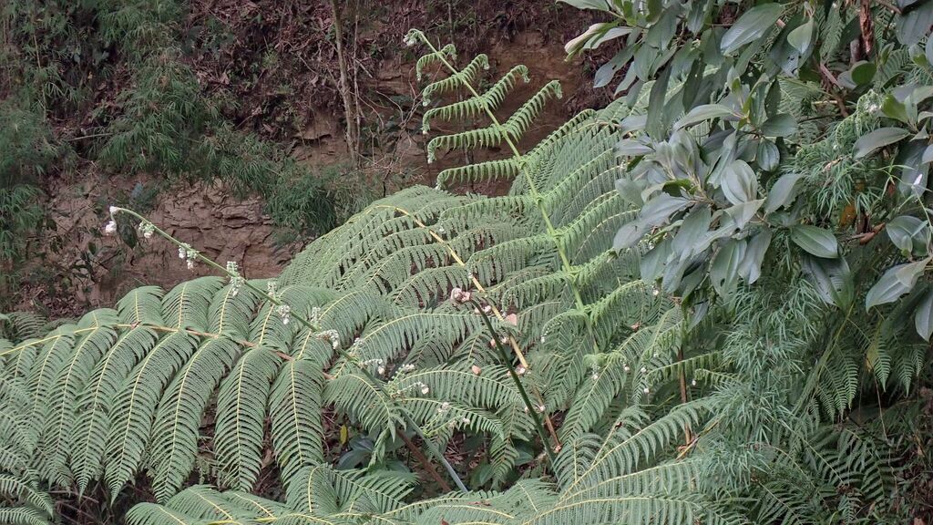 fern.jpg