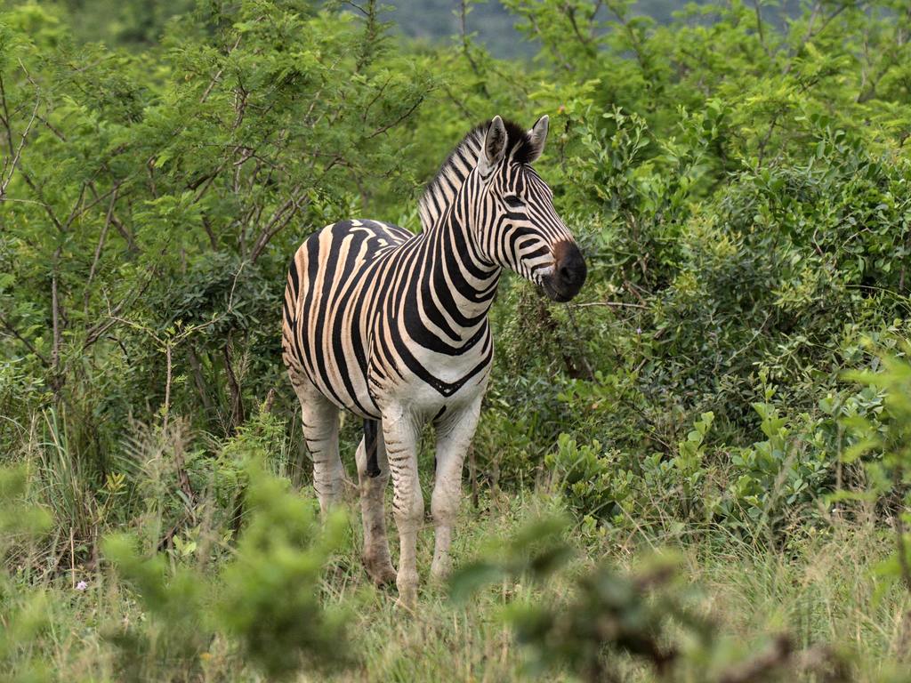 zebra.jpg