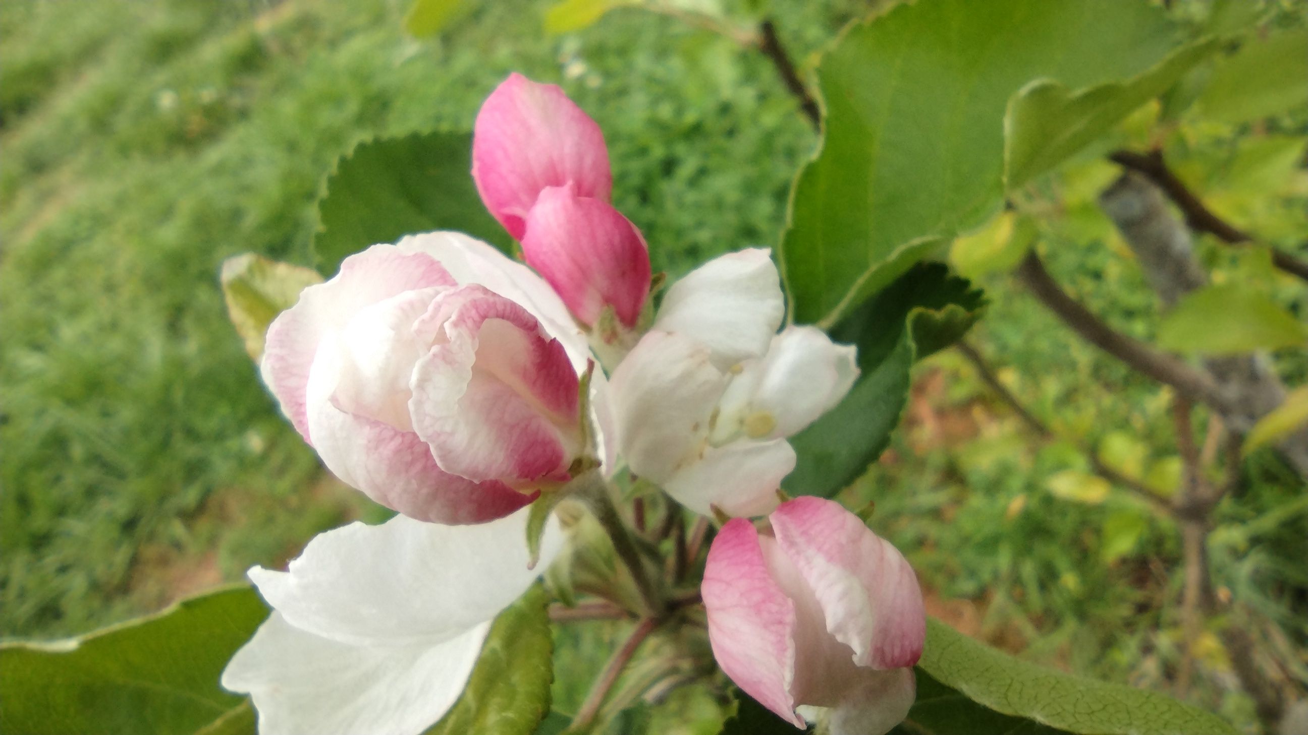 1000015…
Payout: 0.000 HBDBlooming Apples 🍎
2025-06-25 21:37<div class="text-justify"> ![1000015246.jpg