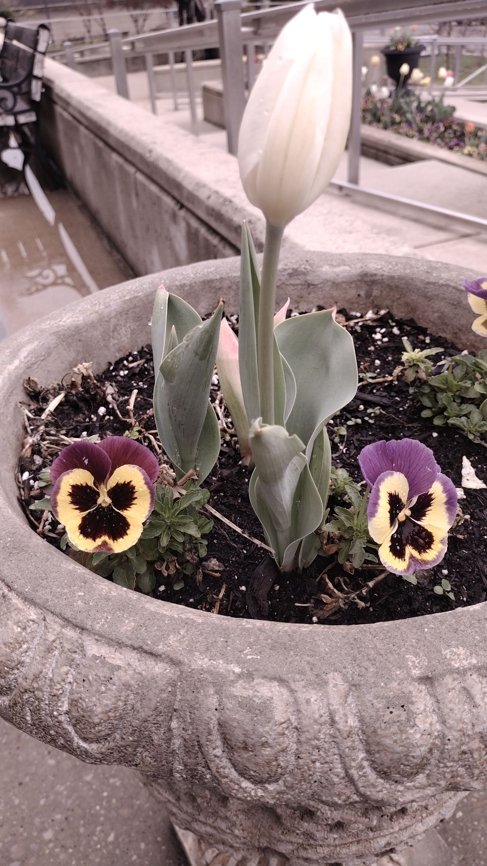 10000126…
Payout: 0.000 HBDYellow and beautiful Sida rhombifolia
2025-03-29 01:25<div class="text-justify"> This beautiful yellow flower is the flower of a stubborn weed, that is qutie hard to eradicate once it grow in your cultivated field. But it could be us…
Payout: 0.000 HBDViolet 2 Lips (or Three?)
2025-03-31 21:14<div class="text-justify"> ![1000015121.jpg
