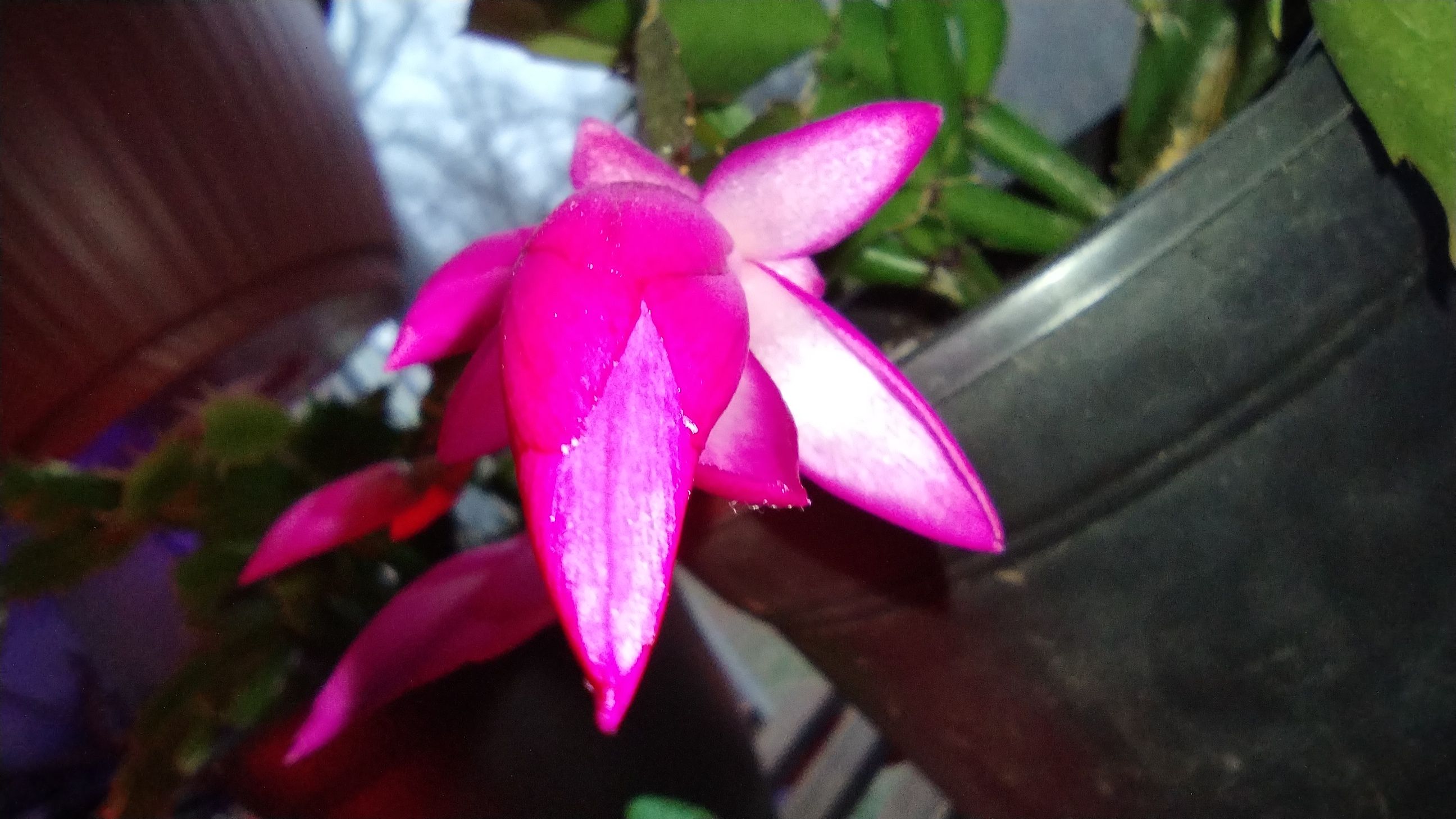 10000142…
Payout: 0.000 HBDChristmas Cacti Blooming
2025-04-25 20:07<div class="text-justify"> ![1000014167.jpg