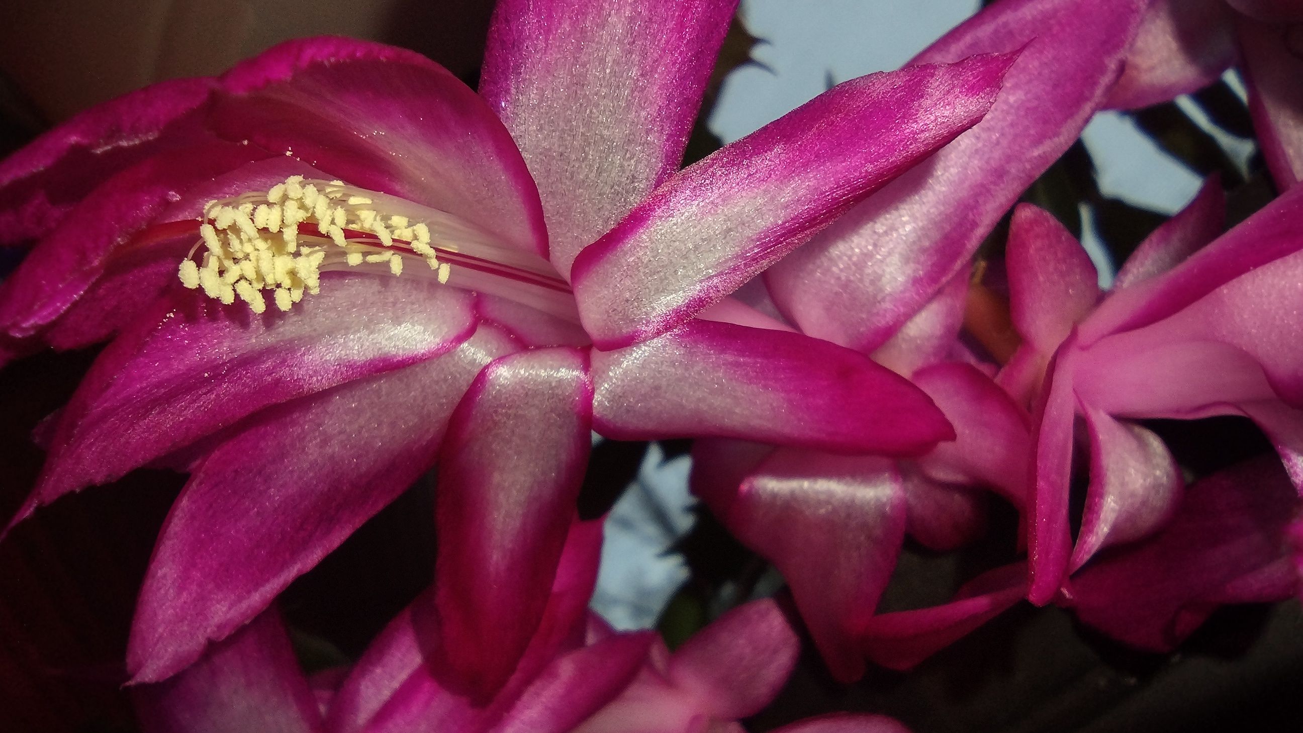 100001432…
Payout: 0.000 HBDFull Bloom!
2025-05-01 19:30<div class="text-justify"> ![1000014220.jpg