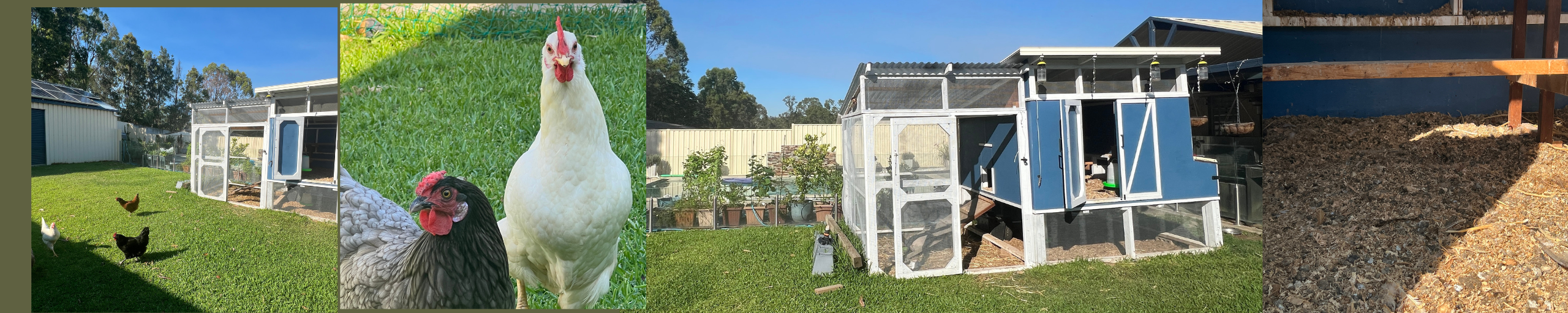 Citrus Leaf Miner.png