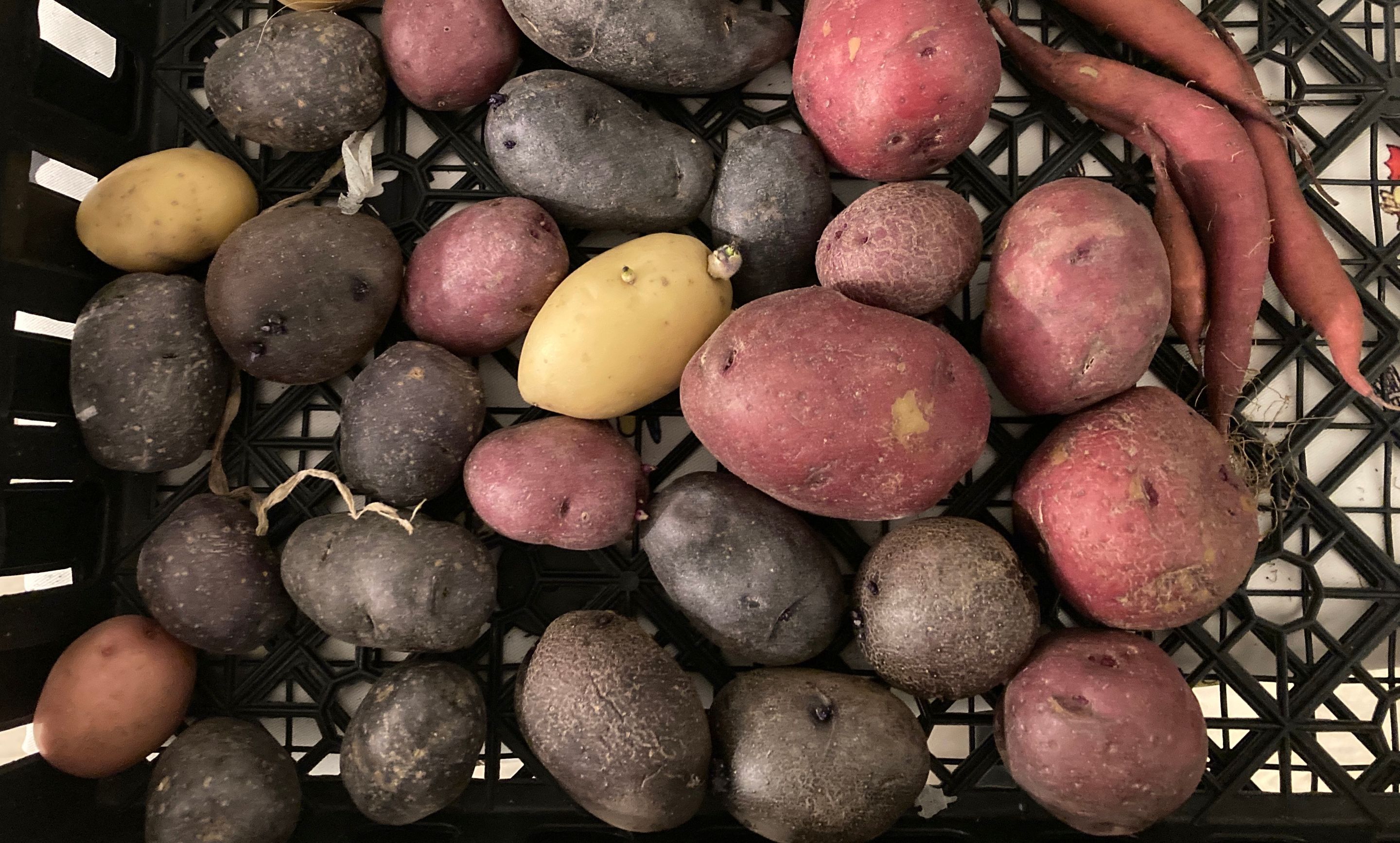 Potato 2025.jpg
