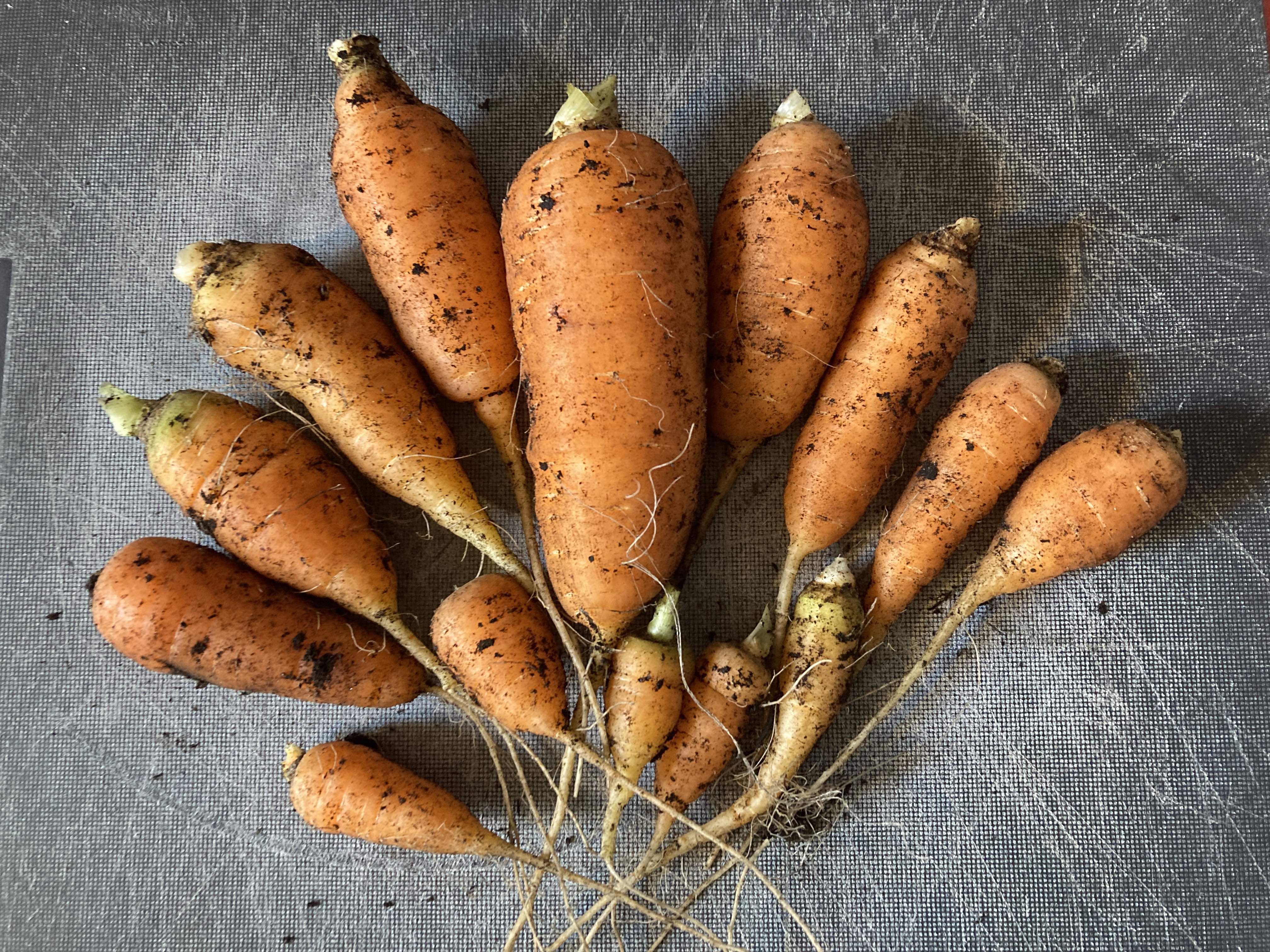 Carrot.jpg