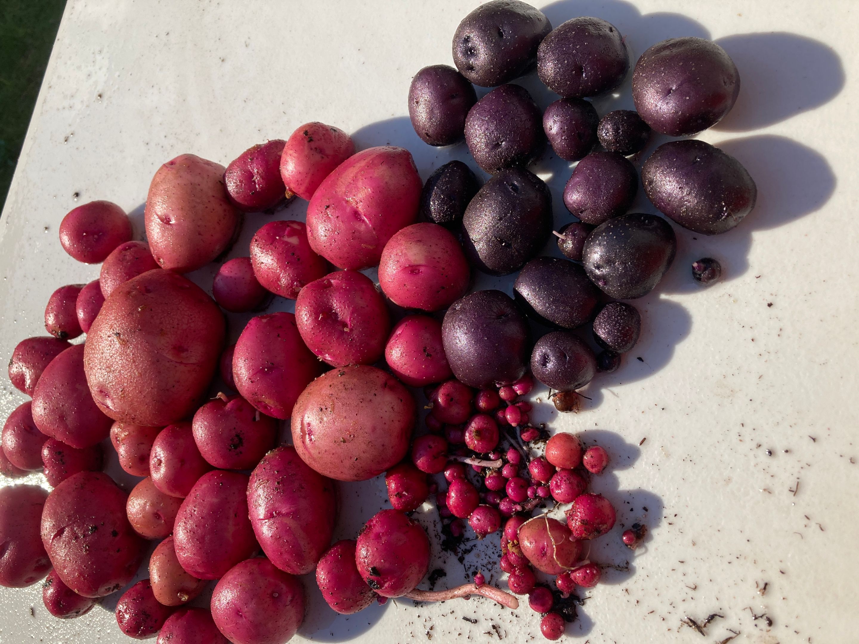 potato.jpg