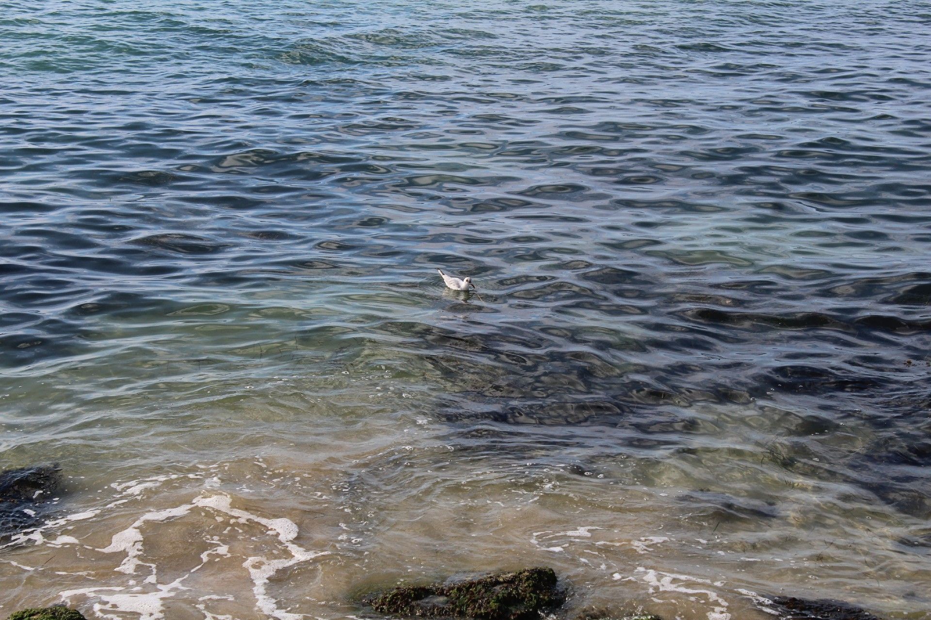 IMG_7534.jpg