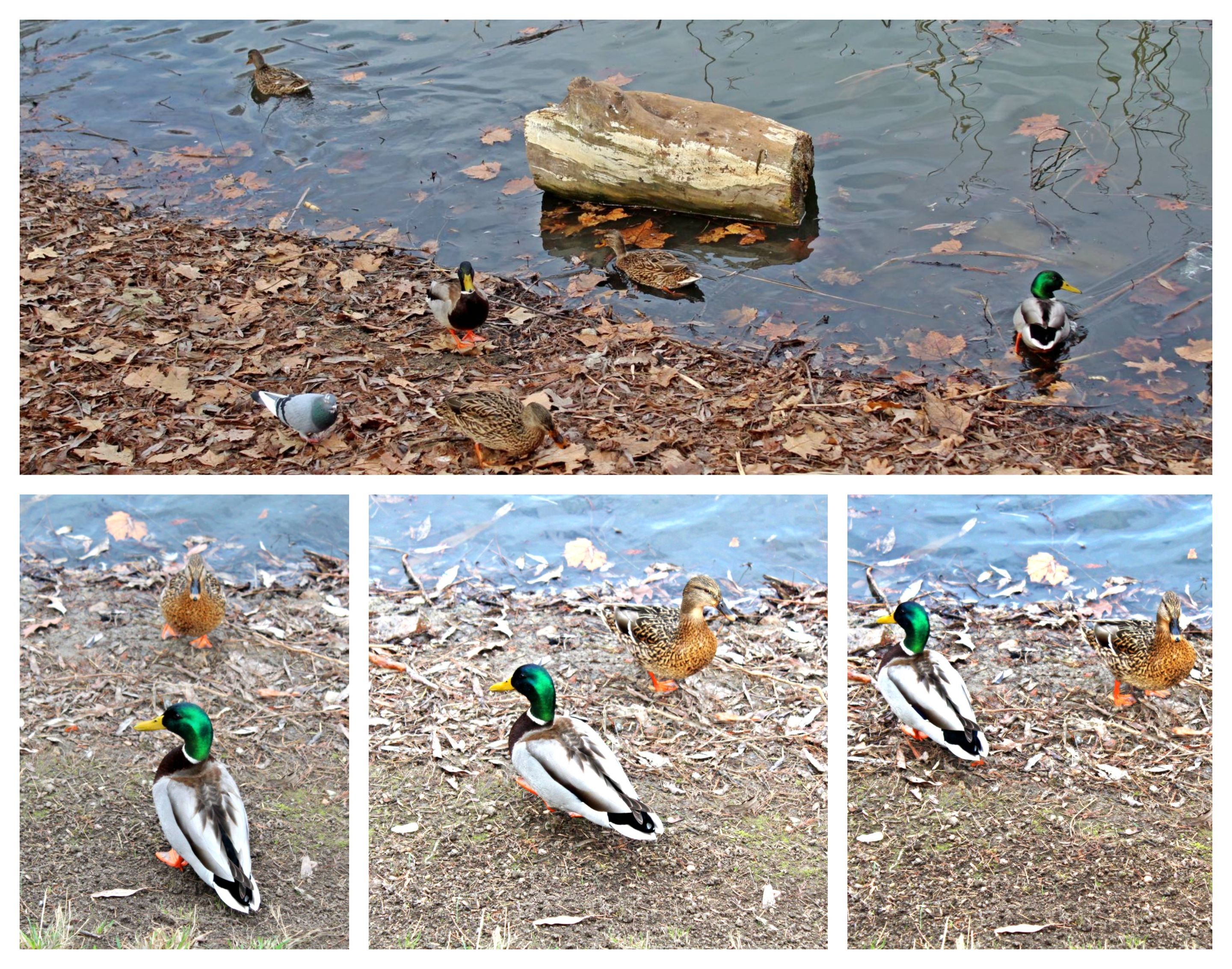 BeFunky-collage (2).jpg