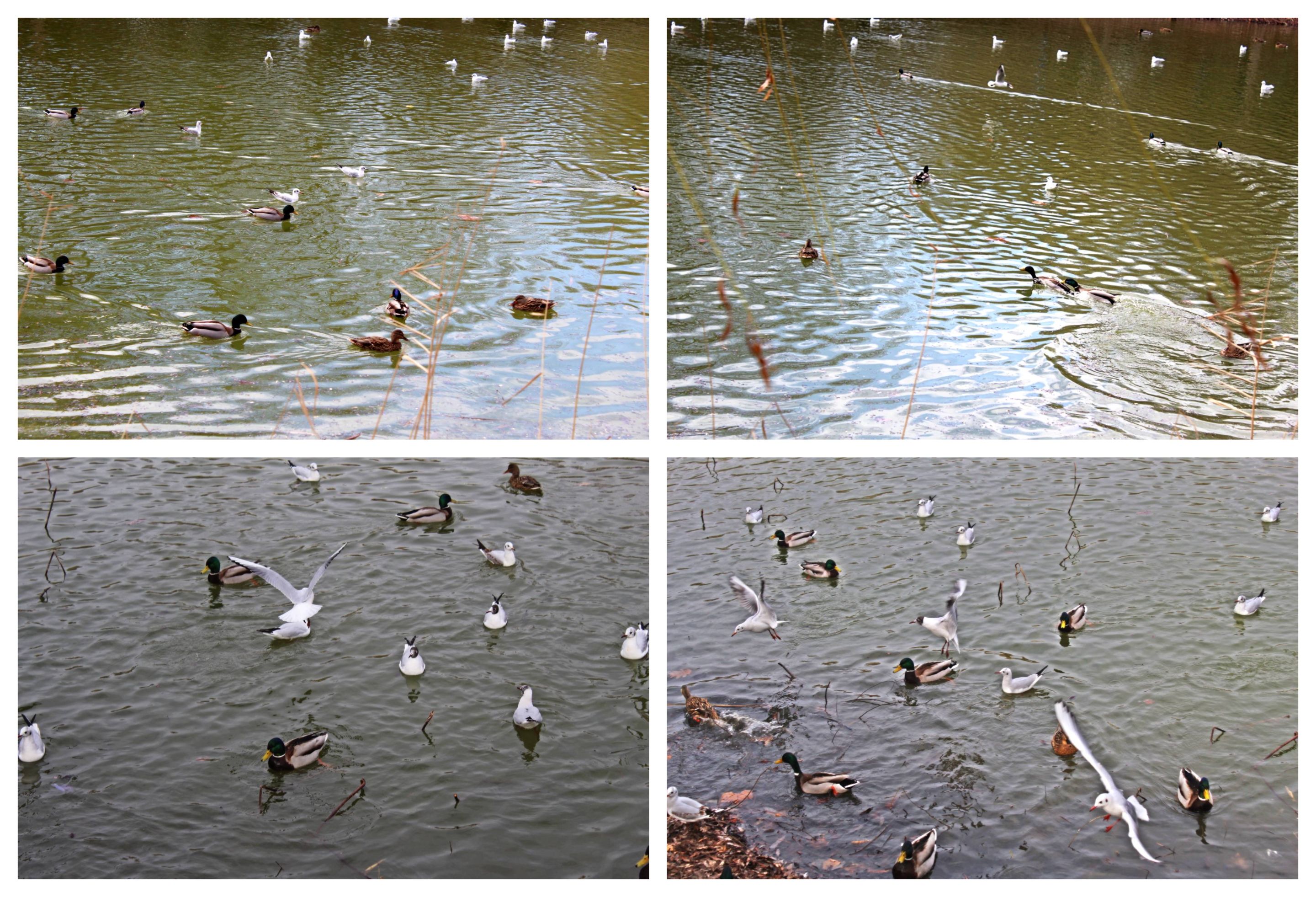 BeFunky-collage (1).jpg
