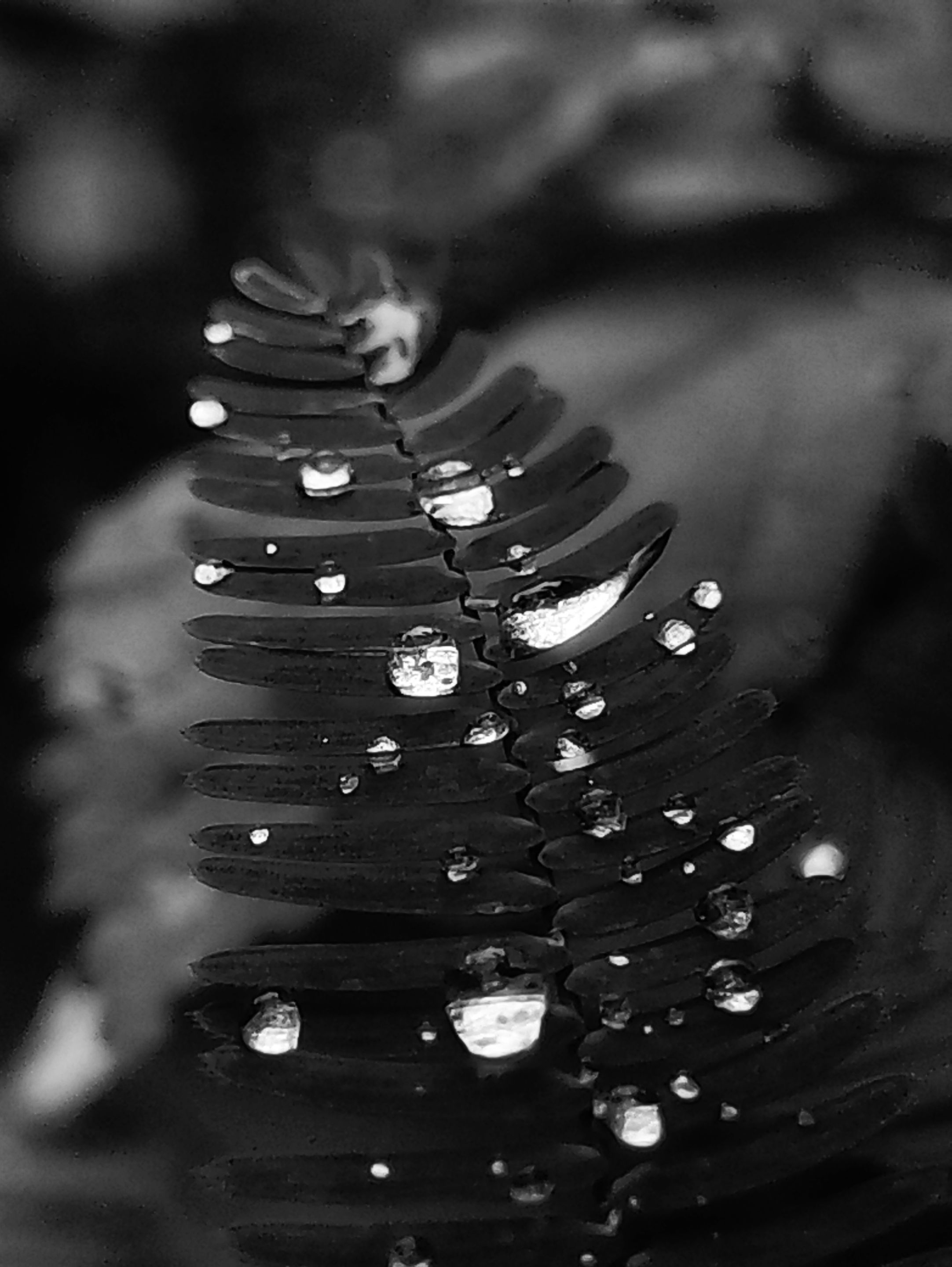 IMG-1508-A.jpg
