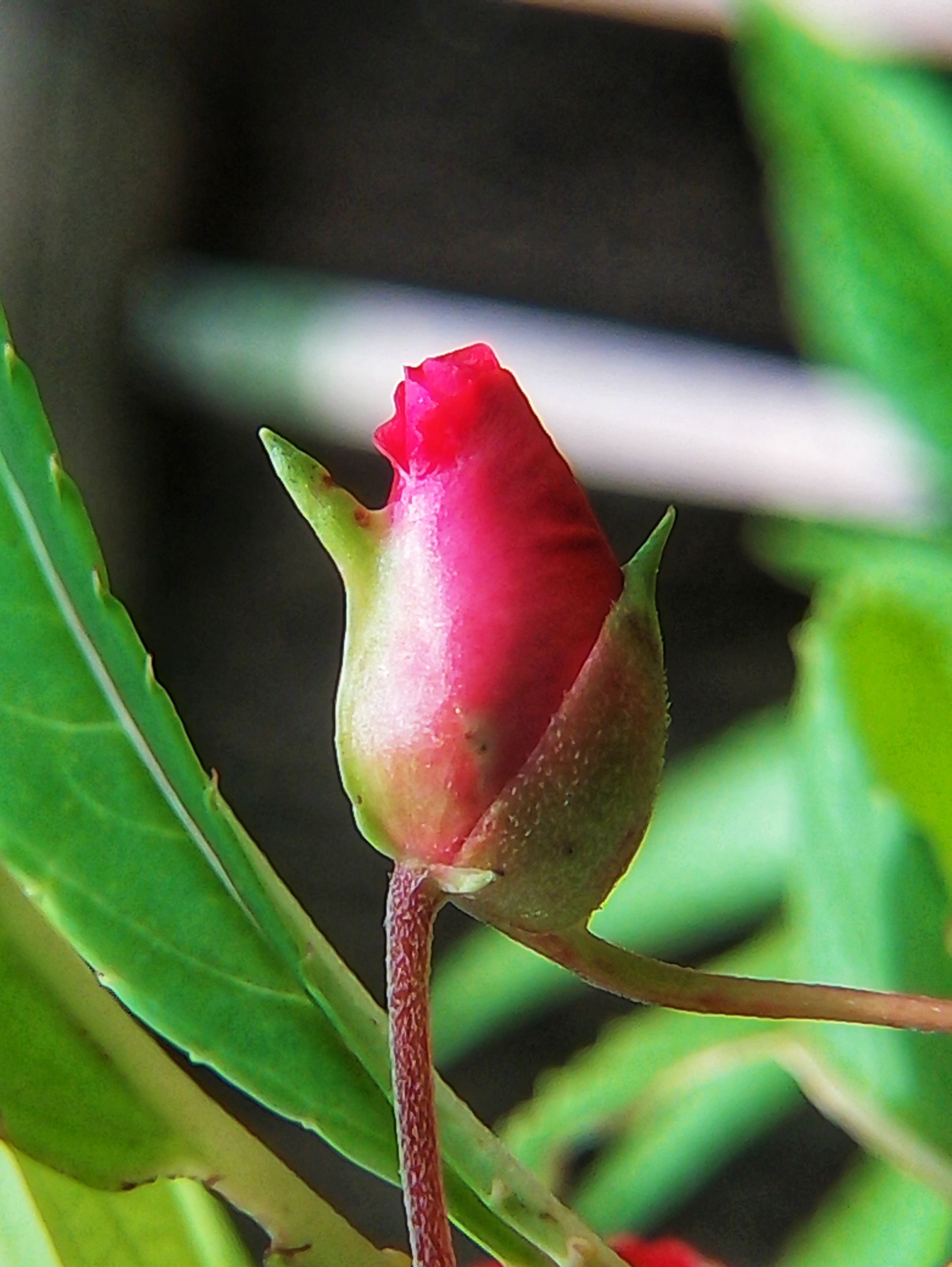 IMG-1506-A.jpg