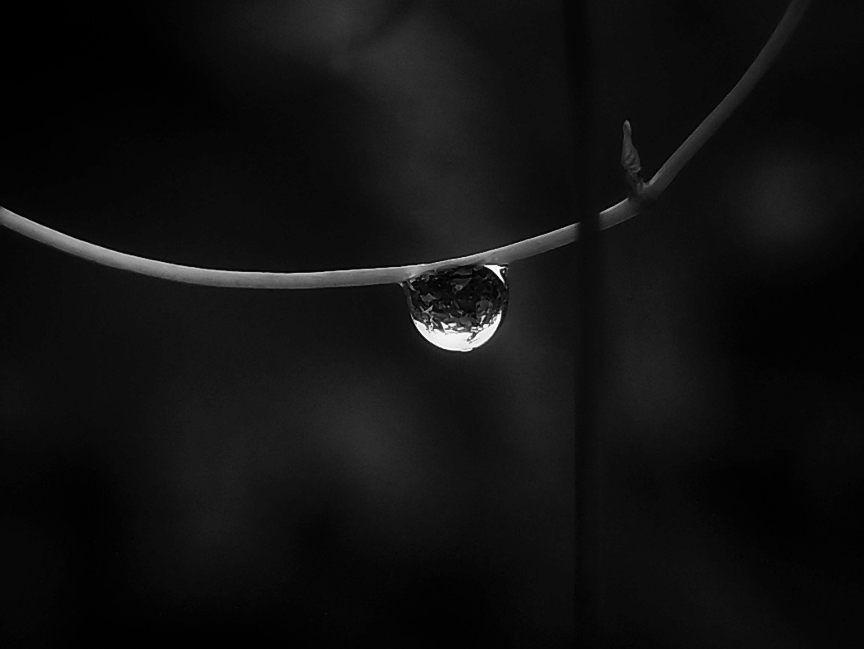 IMG-1496-A.jpg