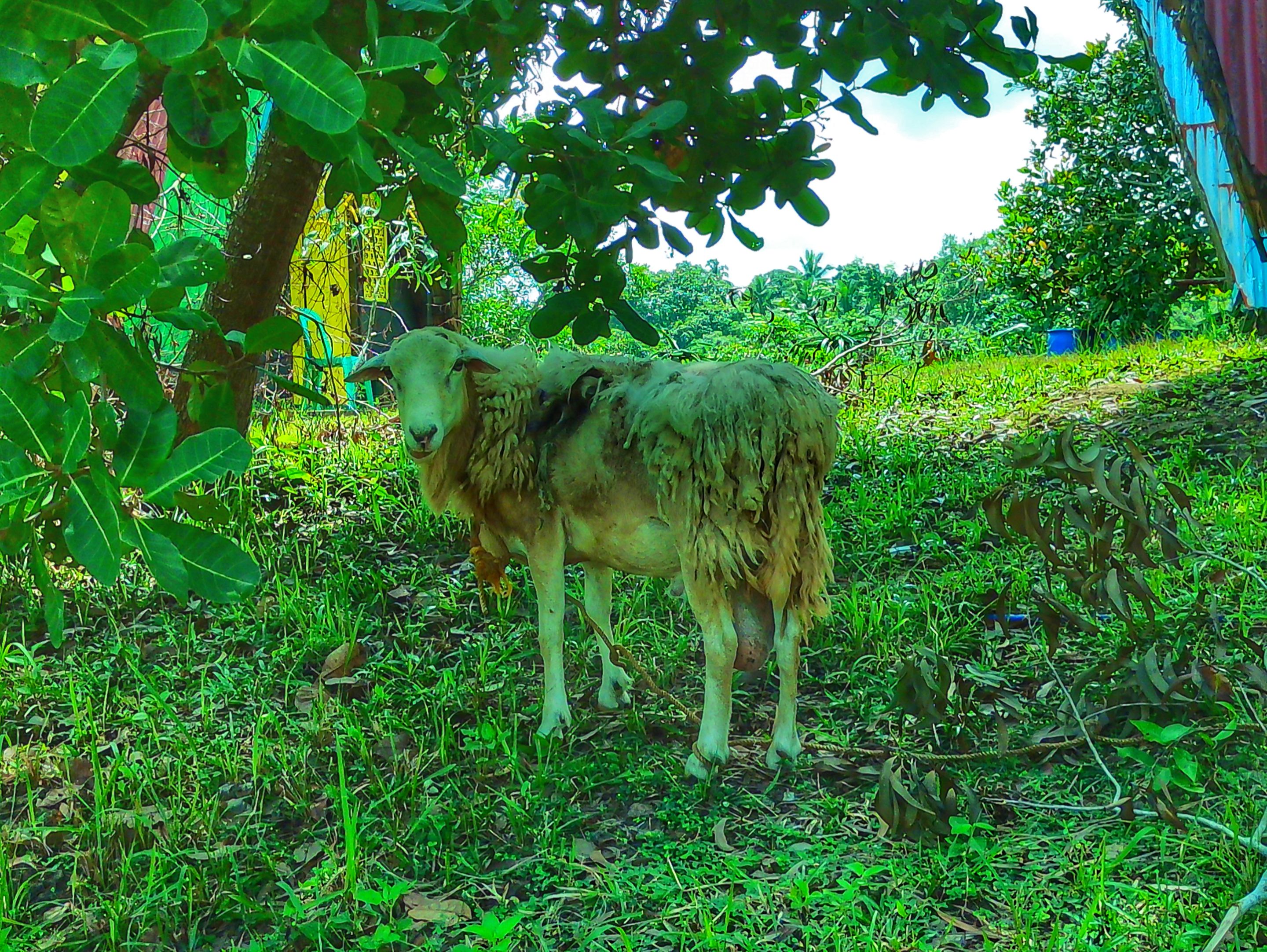 6b.jpg