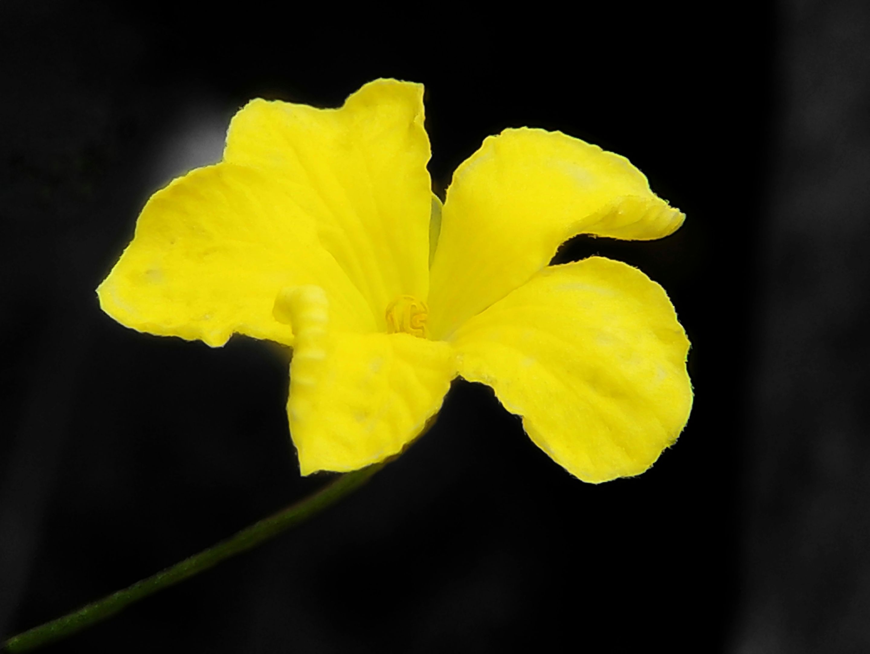 IMG-09…
Payout: 0.000 HBD📸 PhotoFeed Contest - Macro Photography Round 128 - Yellow
2025-07-30 13:01![1000217085.jpg