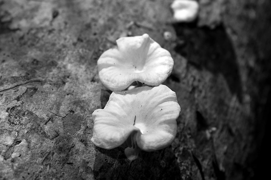 IMG_5799.JPG