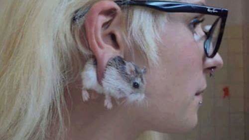 mouse earing.jpg