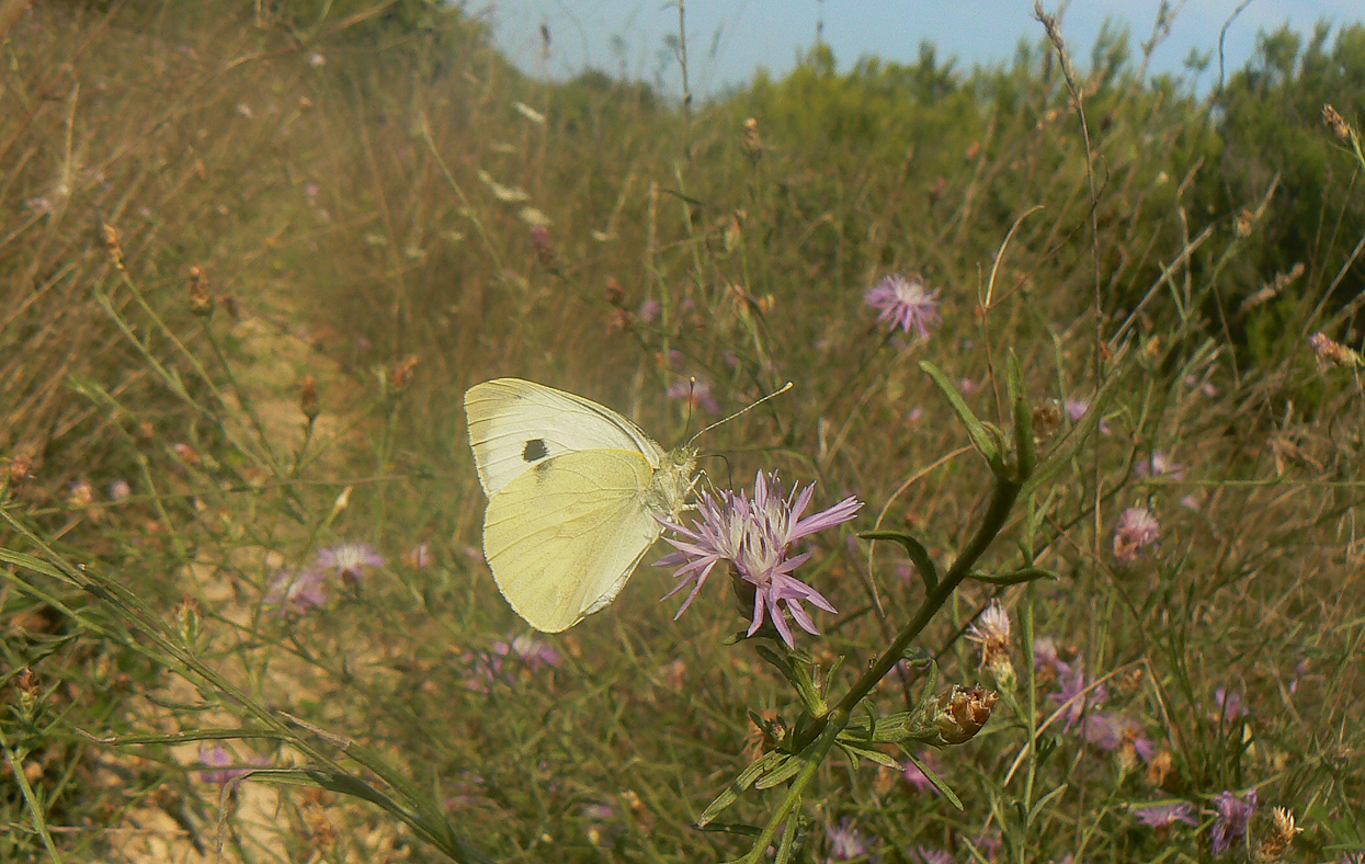 P1840790 malo.jpg