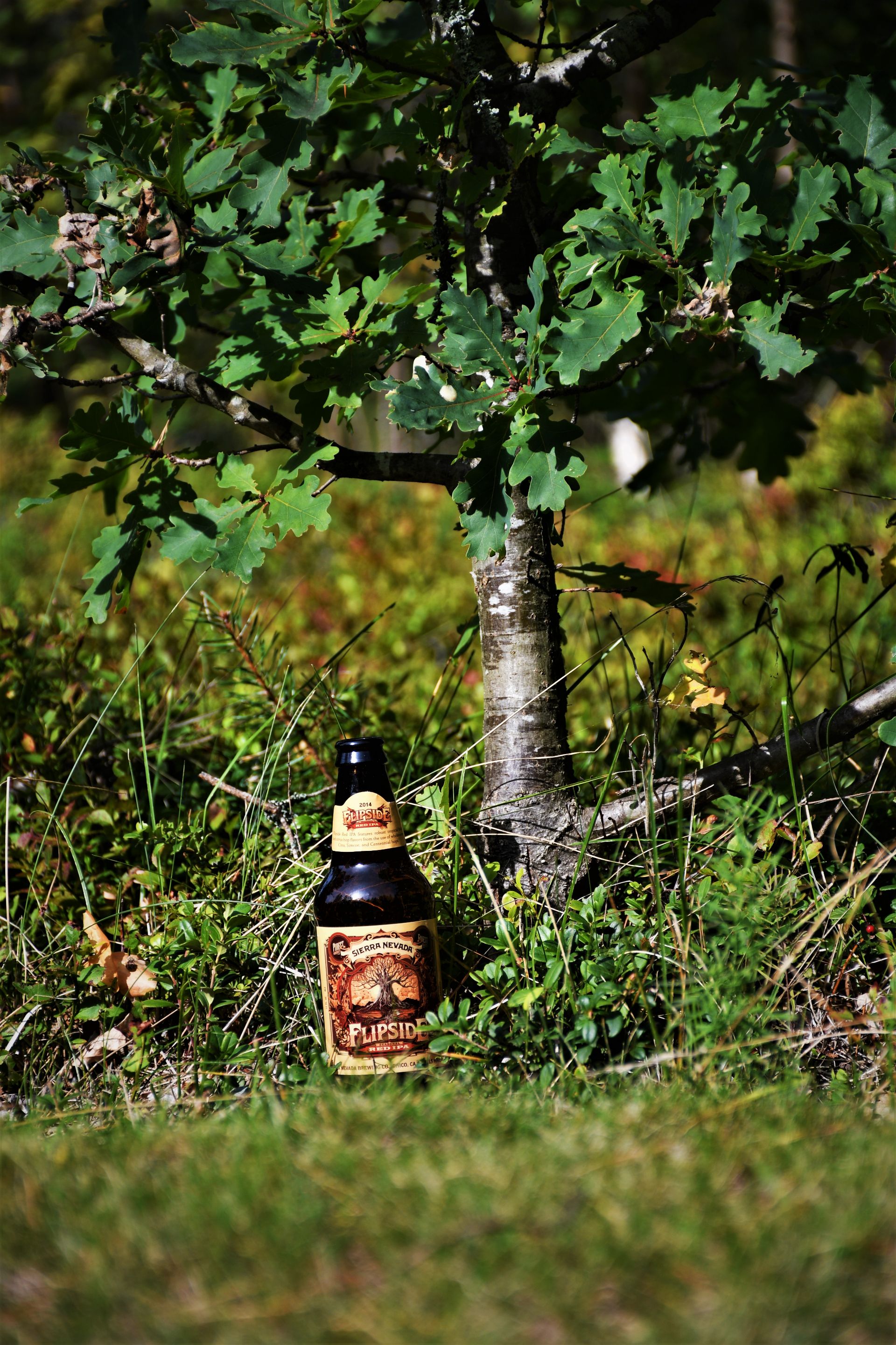 RBR_1317 (2).JPG