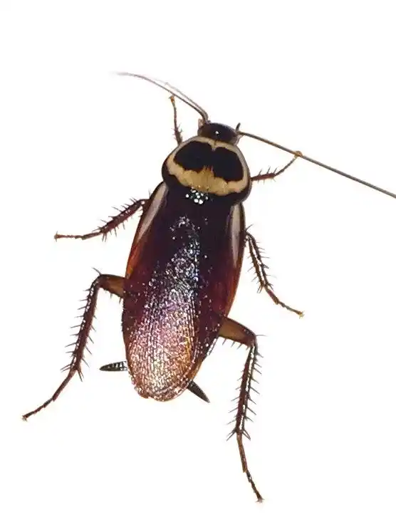 Australian Cockroach (Periplaneta australasiae).webp