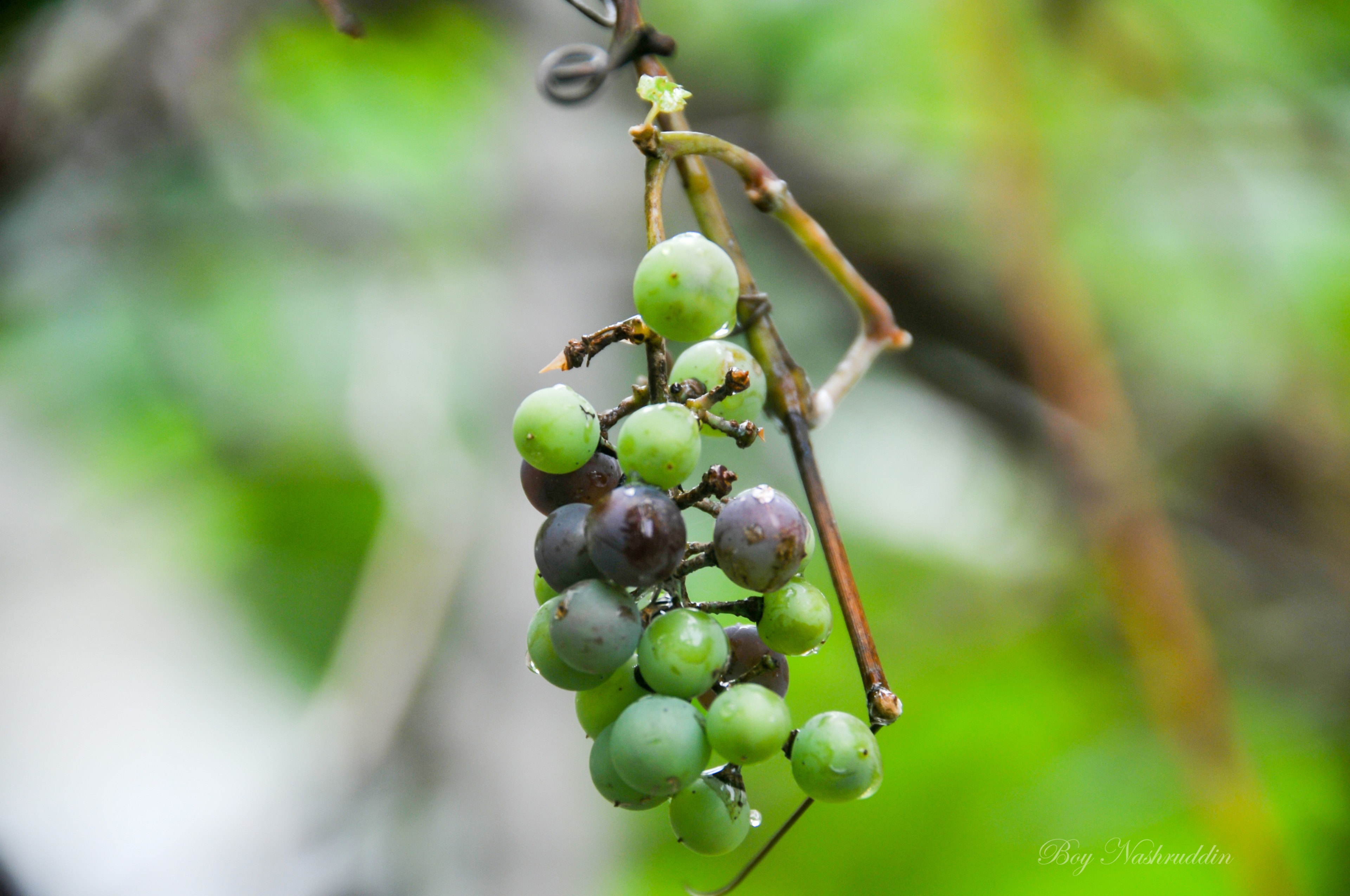 DSC_7876.jpg