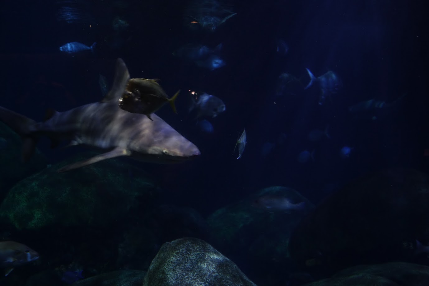 DSC01158-1.JPG