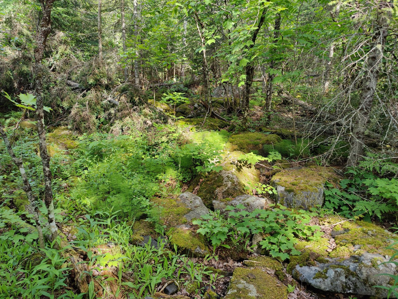 IMG20220621095727.jpg