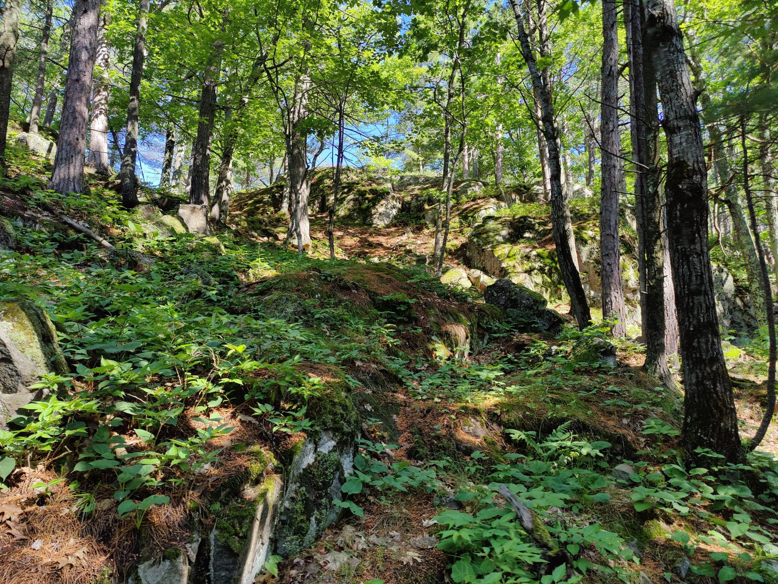 IMG20230711102701.jpg
