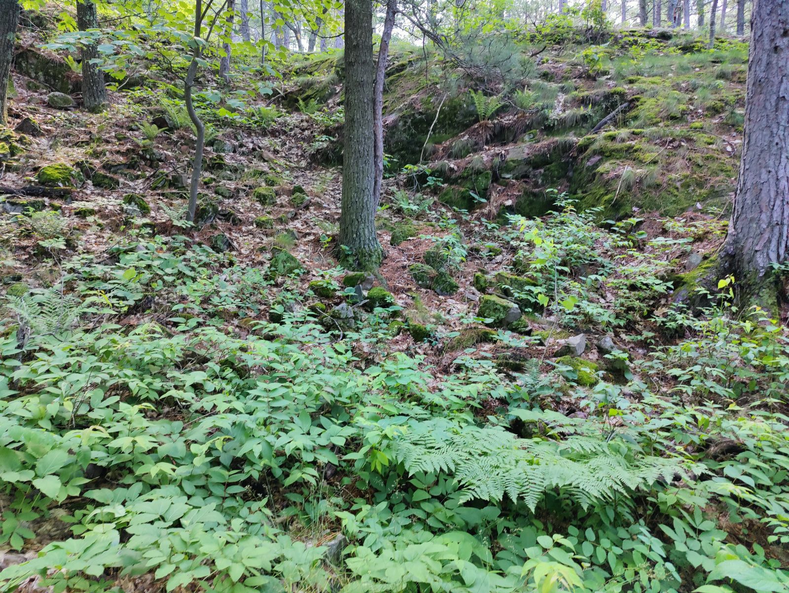 IMG20230711102628.jpg