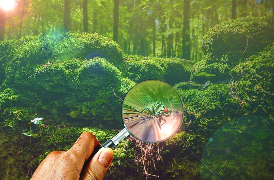 magnifying-glass-671858_960_720.jpg