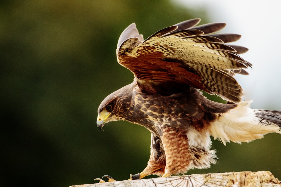 yellow-billed-kite-1642195_960_720.jpg