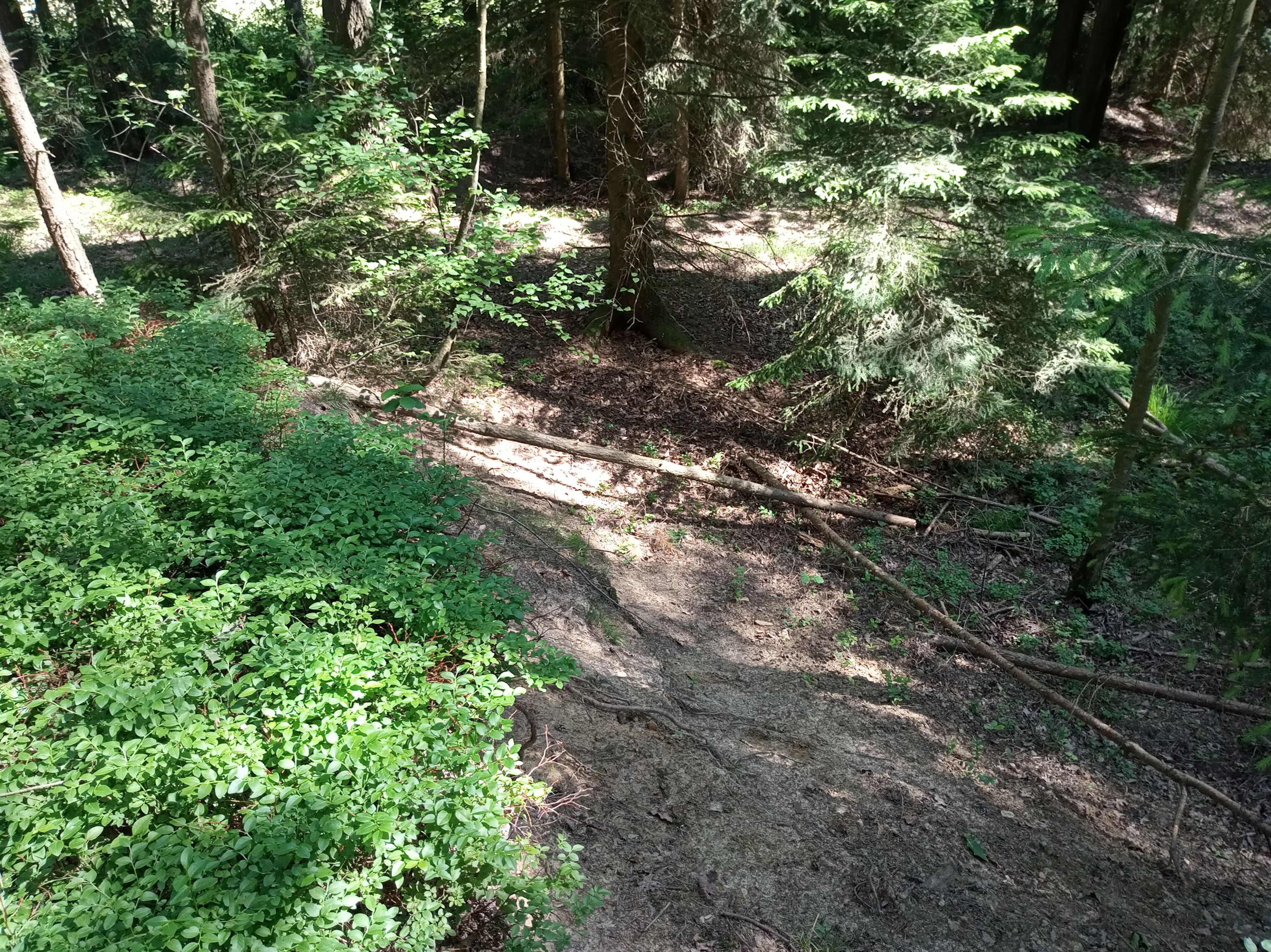 IMG_20250613_152739.jpg