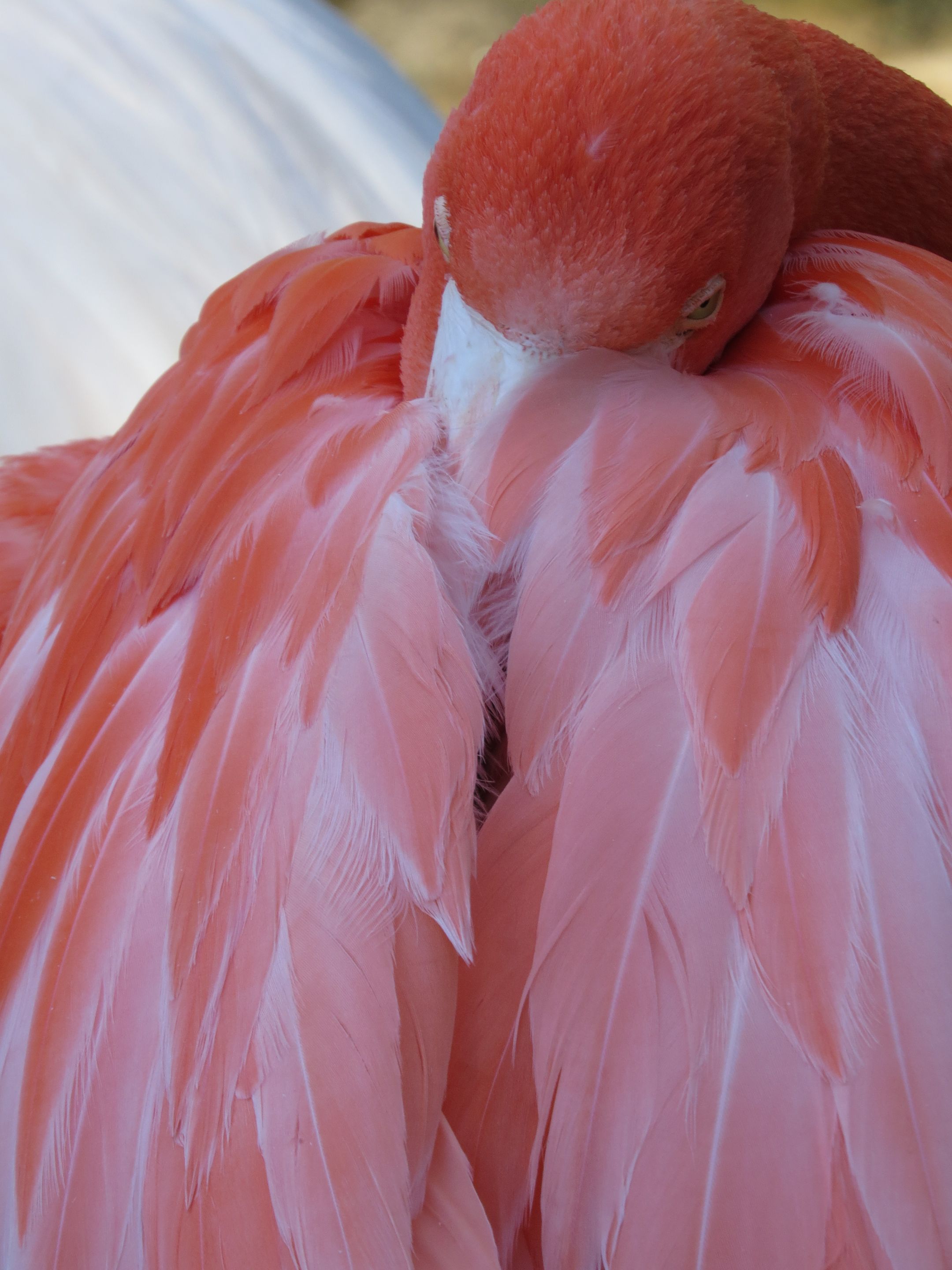 Birds of Eden holiday 255.JPG