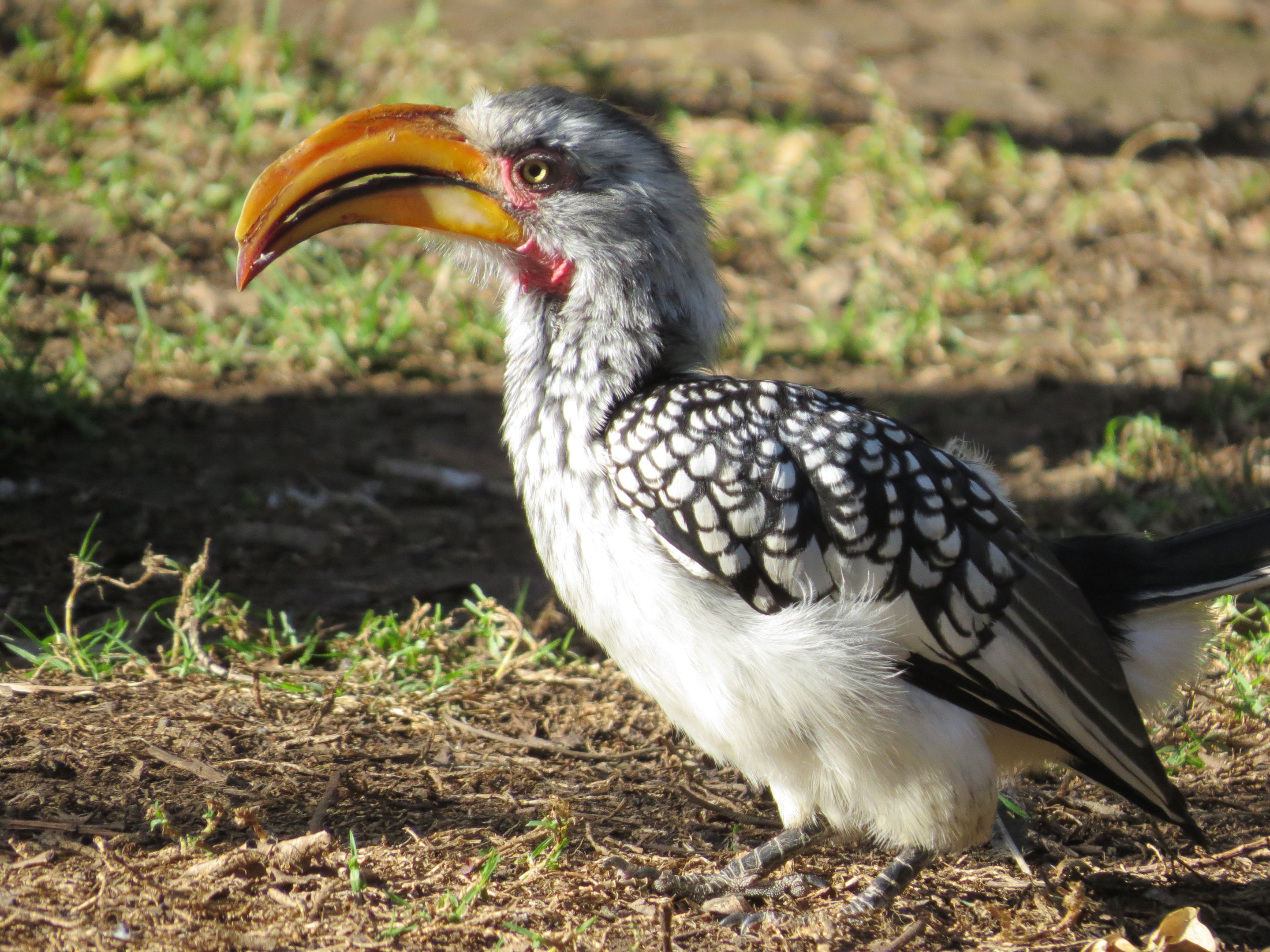 Birds of Eden holiday 272.JPG
