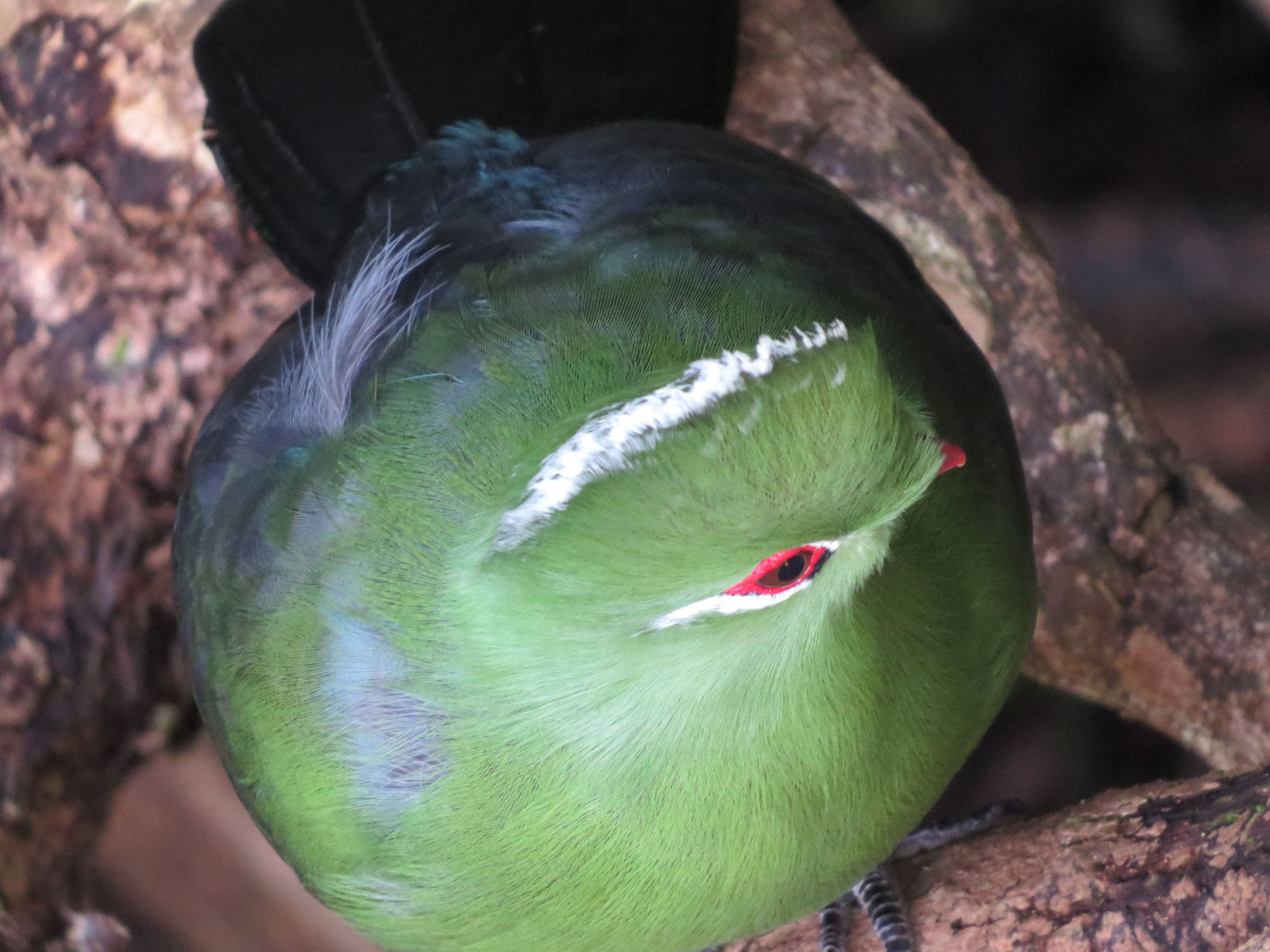 Birds of Eden holiday 149.JPG