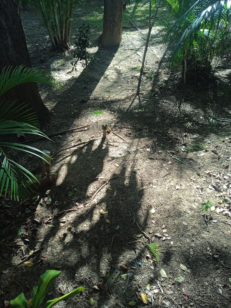 My entry in the Shadow Hunters SMASh Contest - Round #385: Shadows in the jungle [Eng/Esp]