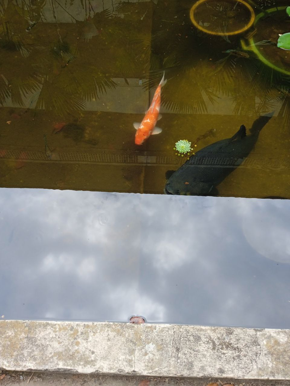 Picture of post : My participation in the Reflection Hunters Contest - Round #217: Reflections of an overcast sky through a pond full of life! [Eng/Esp]