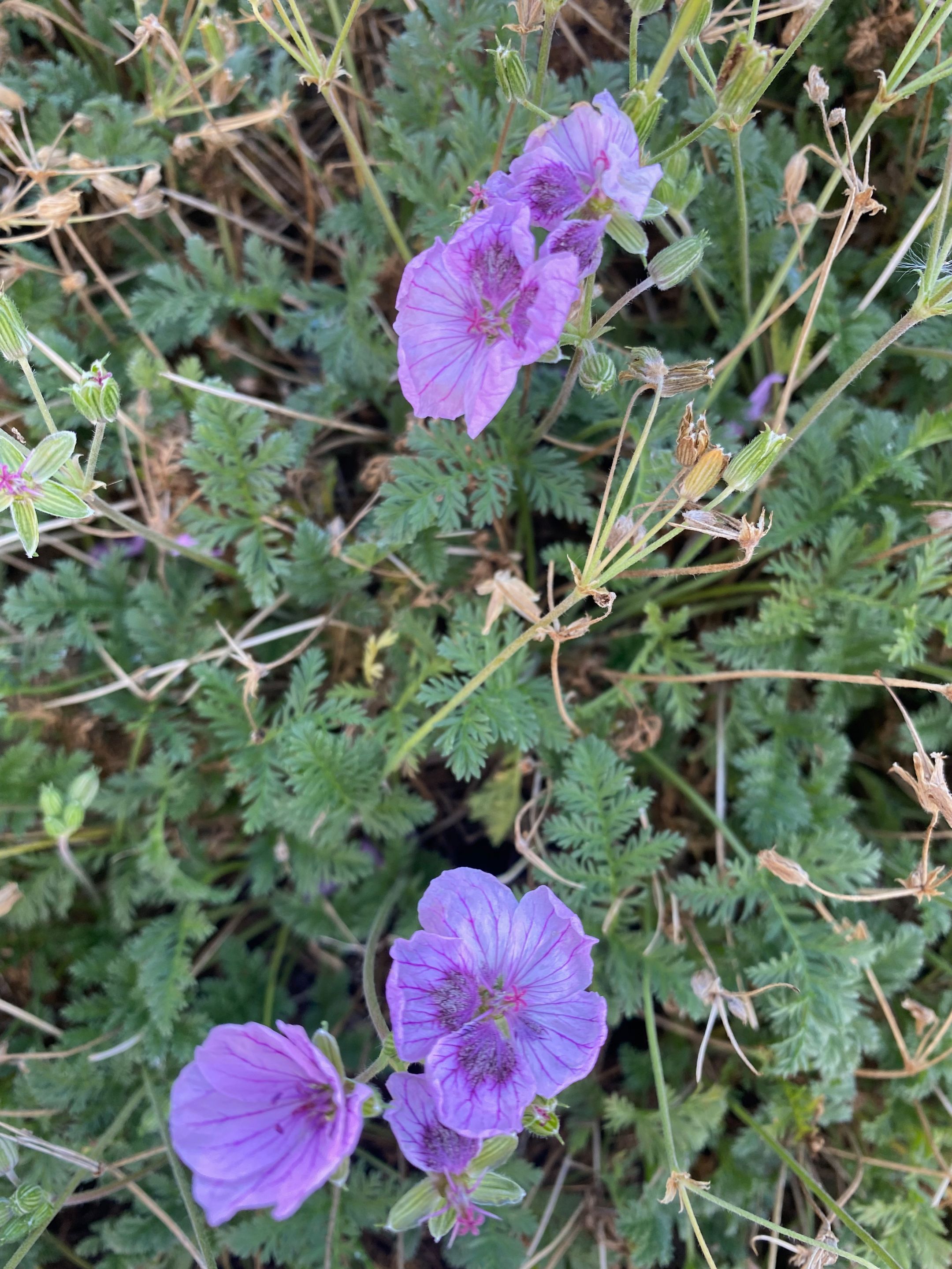 IMG_9139.jpeg