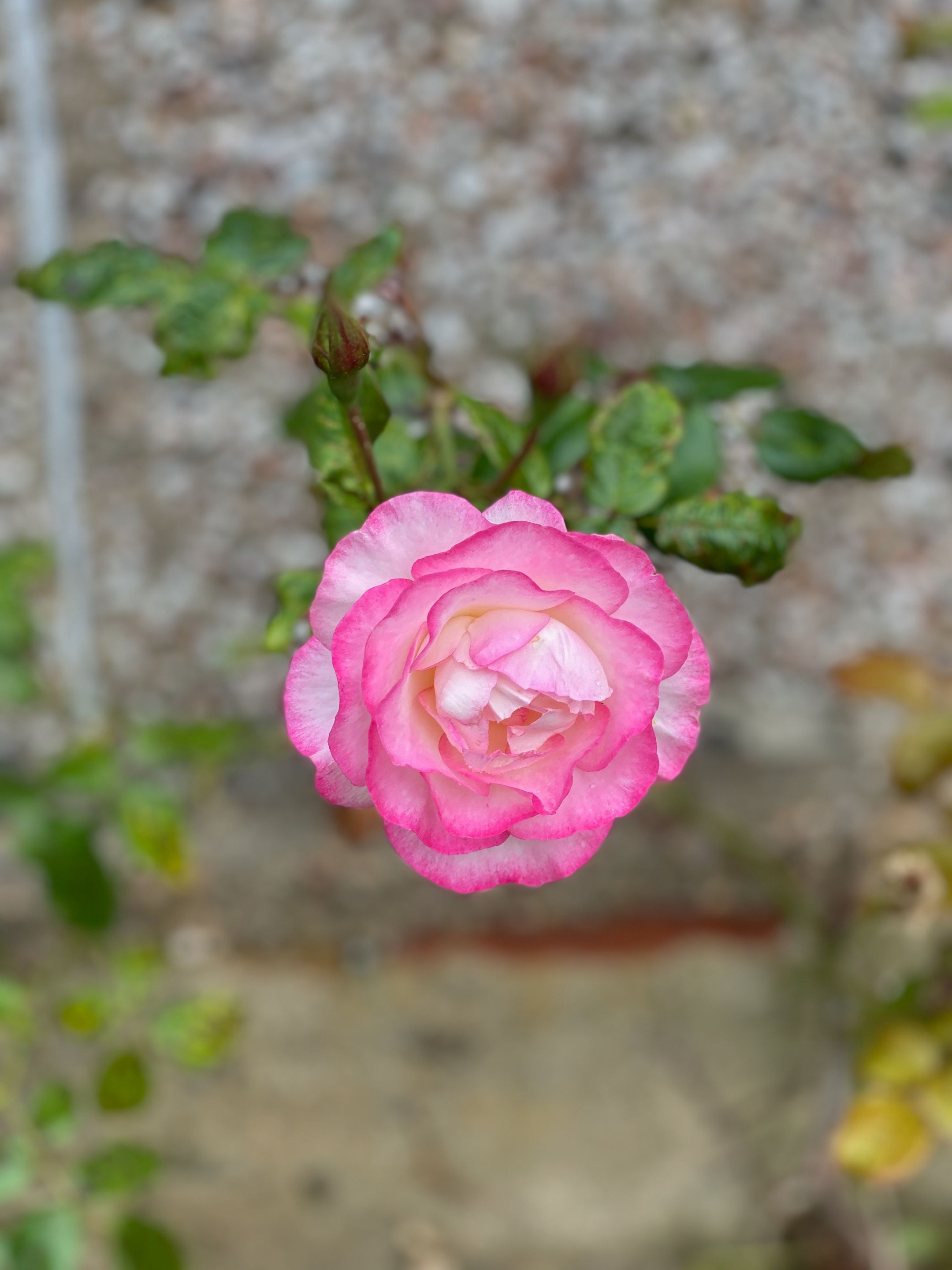IMG_8538.jpeg